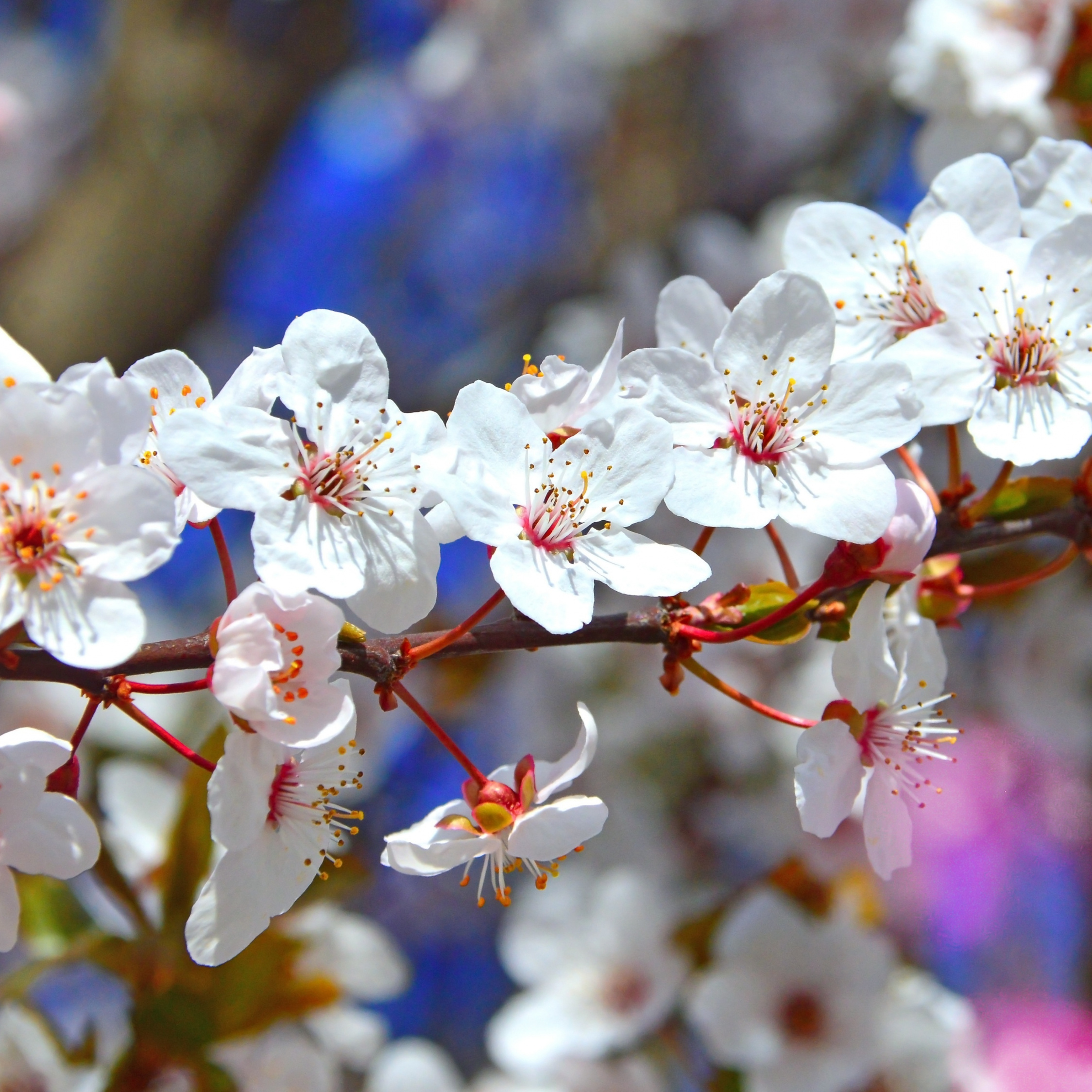 Tree Branches, Flowers, Blossom, Spring, Wallpaper - Cherry Blossom - HD Wallpaper 
