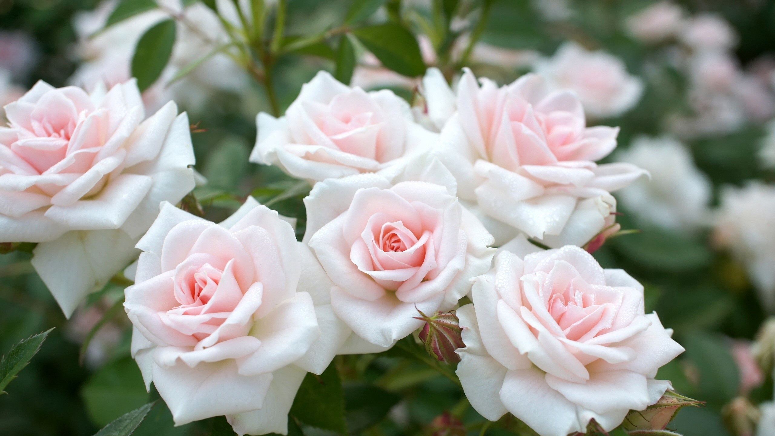 White Rose Flower Garden - HD Wallpaper 