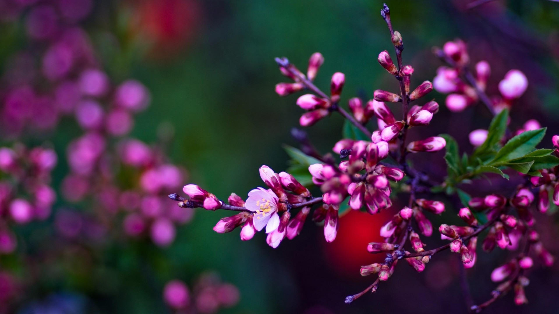 Spring Flower Images Hd - HD Wallpaper 