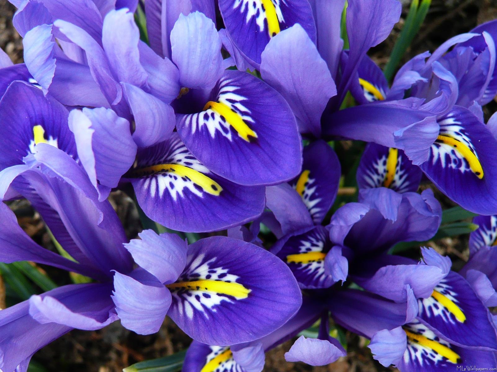 Miniature Blue Irises - Blue - HD Wallpaper 
