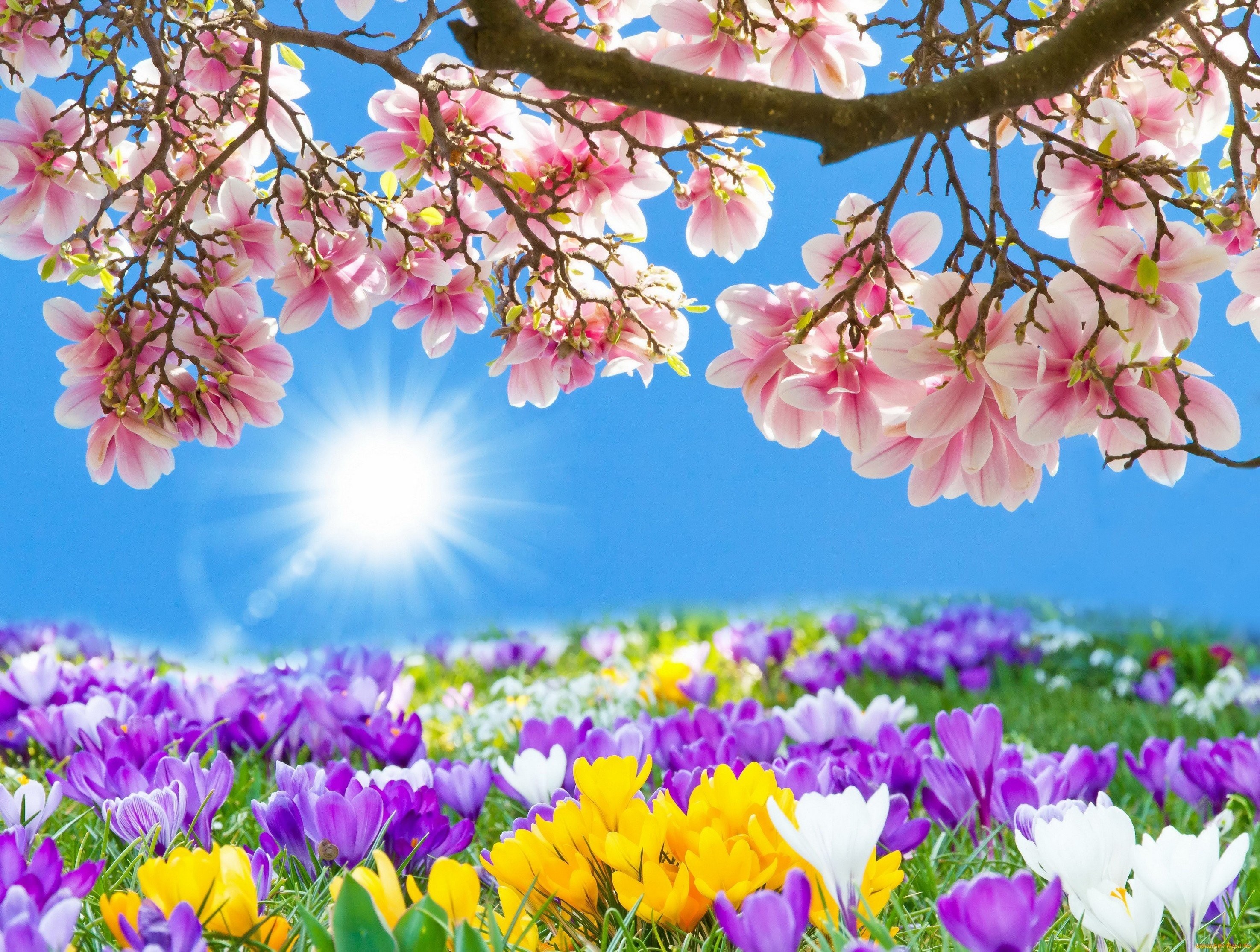 Spring Is Coming - HD Wallpaper 