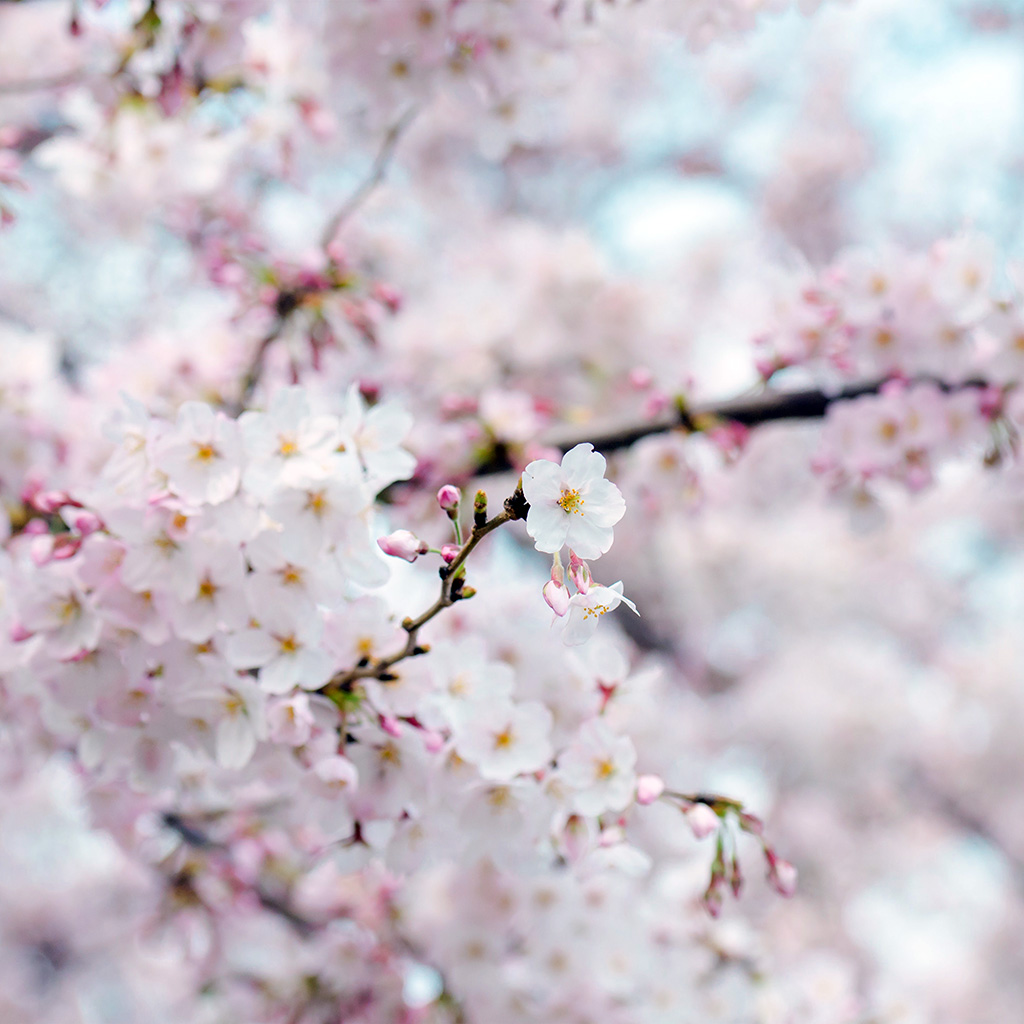 Cherry Blossom Spring Wallpaper Iphone - HD Wallpaper 