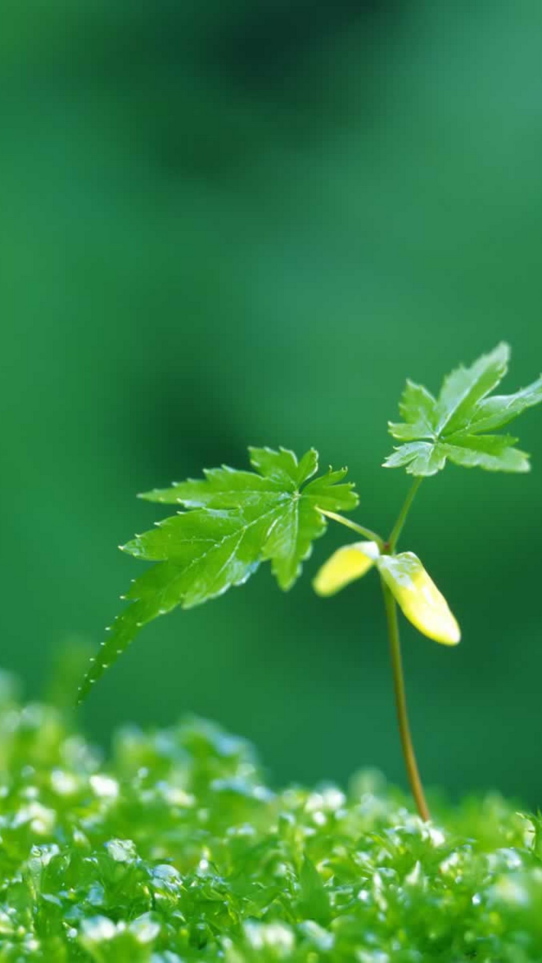 Early Spring Iphone 6 Wallpaper Hd With High-resolution - Nokia 5 - HD Wallpaper 