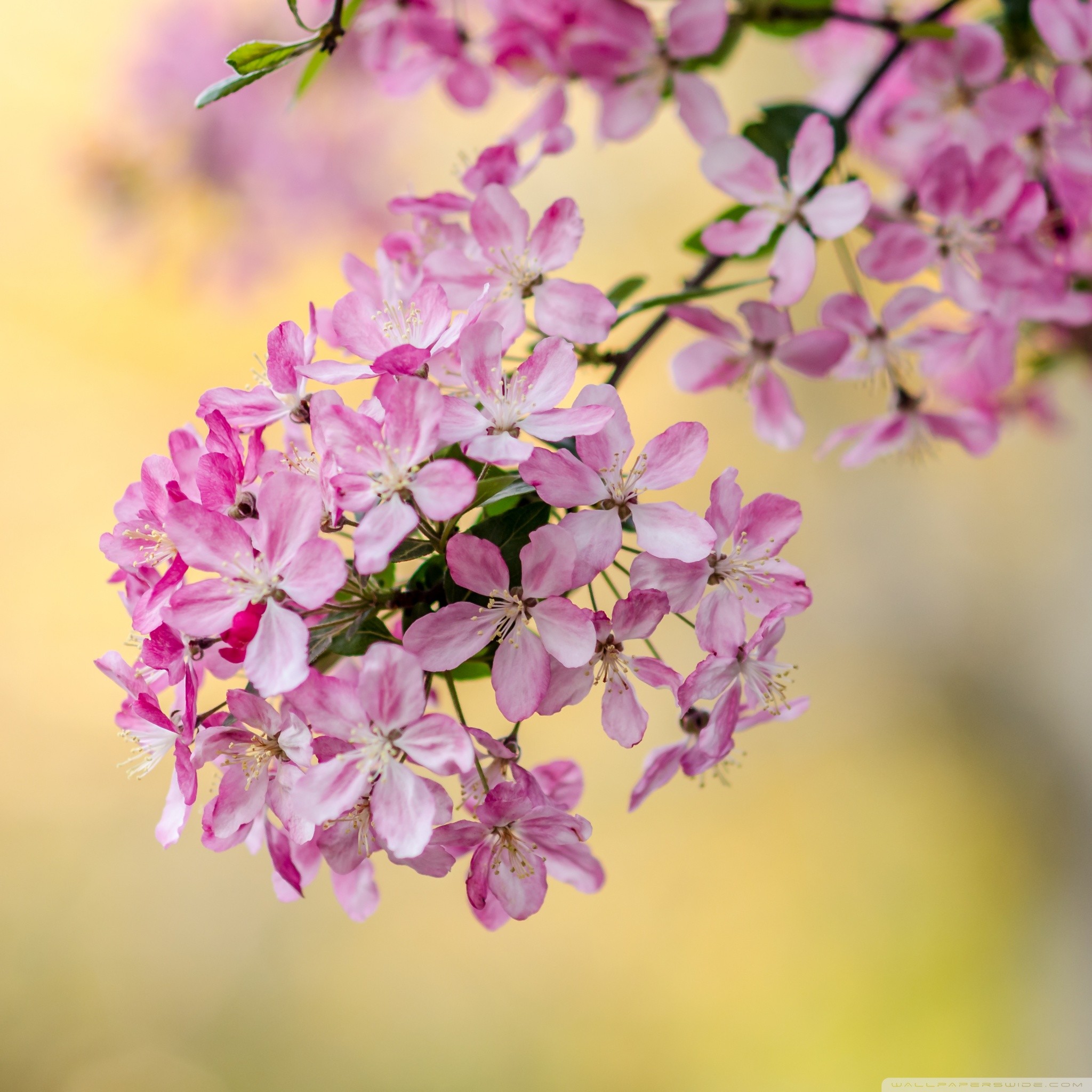 Cute Spring Tree Blossom Hd Desktop Wallpaper Widescreen - Pretty Wallpapers For Ipad Air 2 - HD Wallpaper 