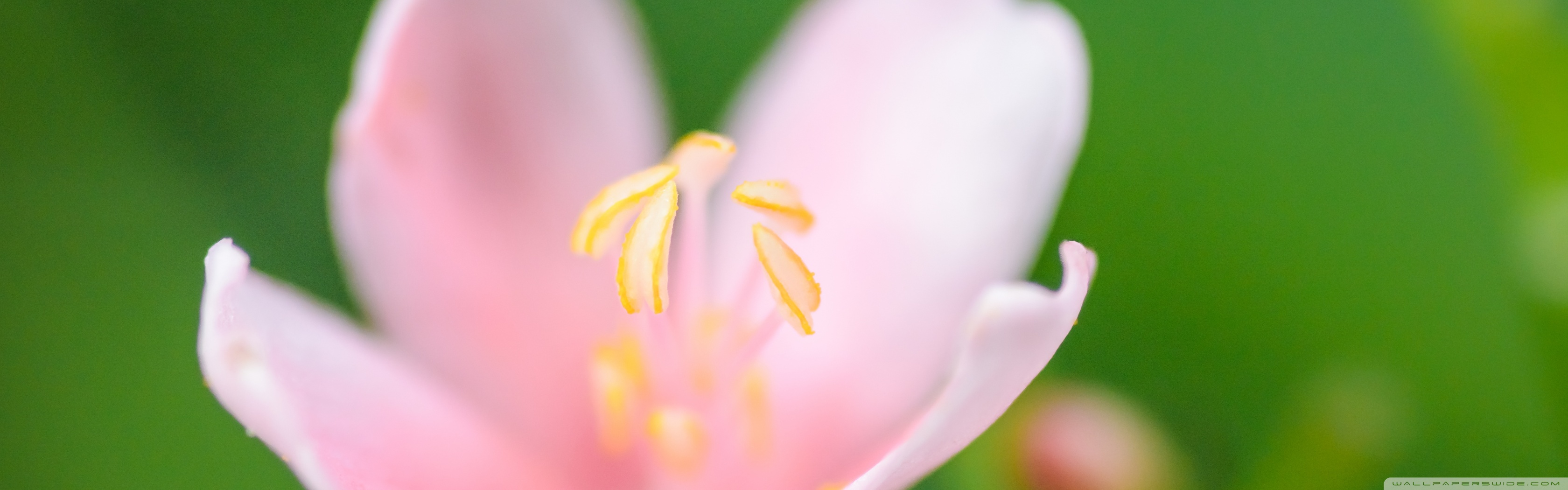 16:10 Aspect Ratio - HD Wallpaper 