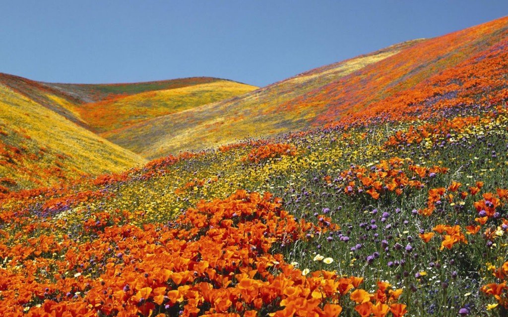Mm - Valley Of Flowers In October - HD Wallpaper 