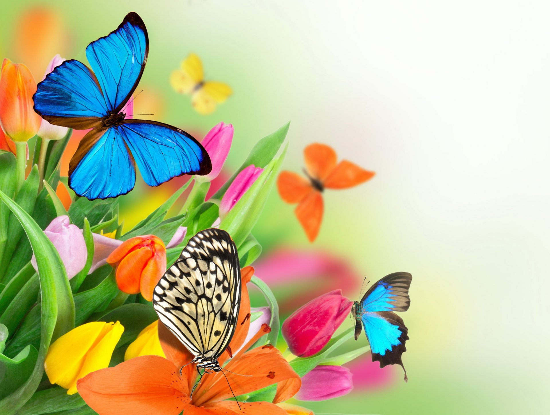 Colorful Butterfly Wallpaper Hd - HD Wallpaper 