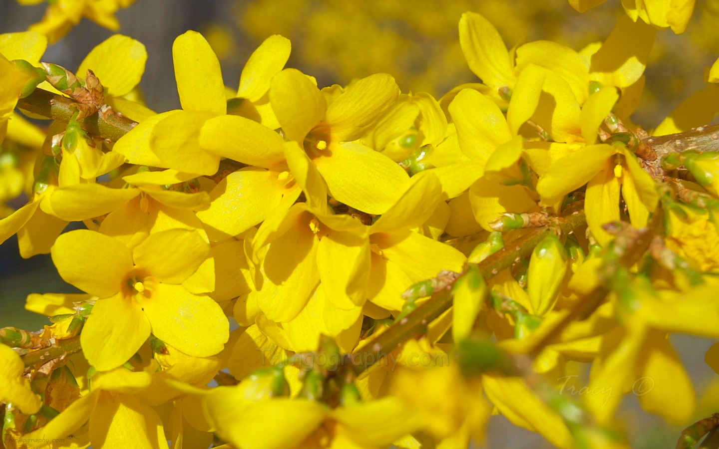 Yellow Flower Blooms Early Spring - HD Wallpaper 