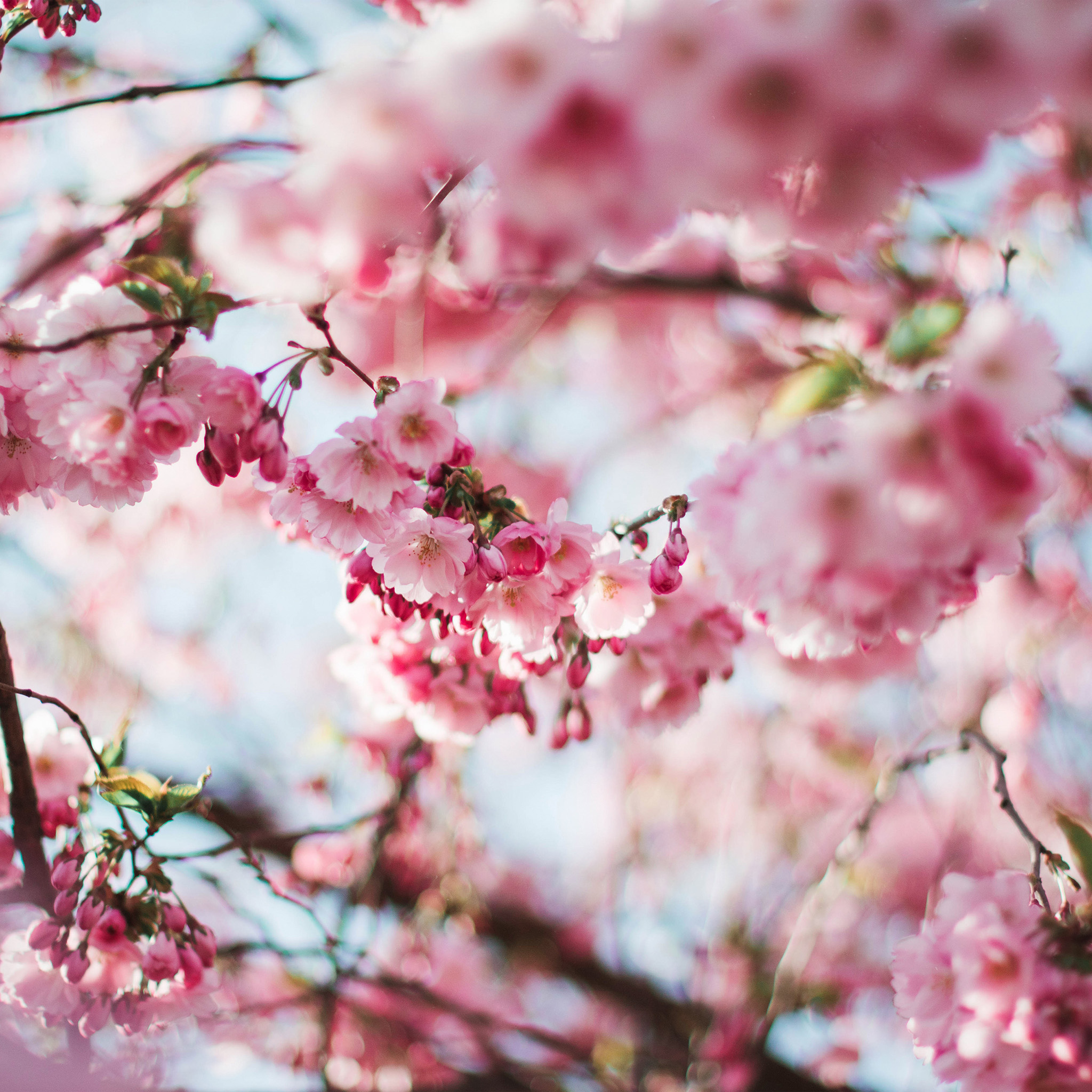 Cherry Blossom Tree - HD Wallpaper 