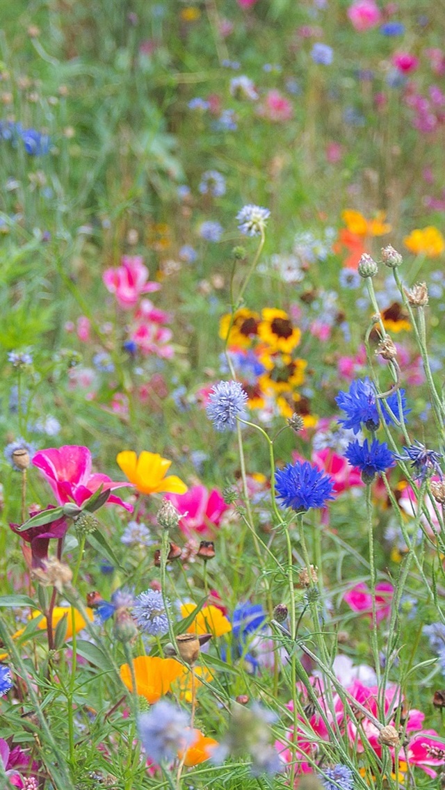 Iphone Wallpaper Wildflowers, Spring, Colorful, Pink, - Обои На Рабочий