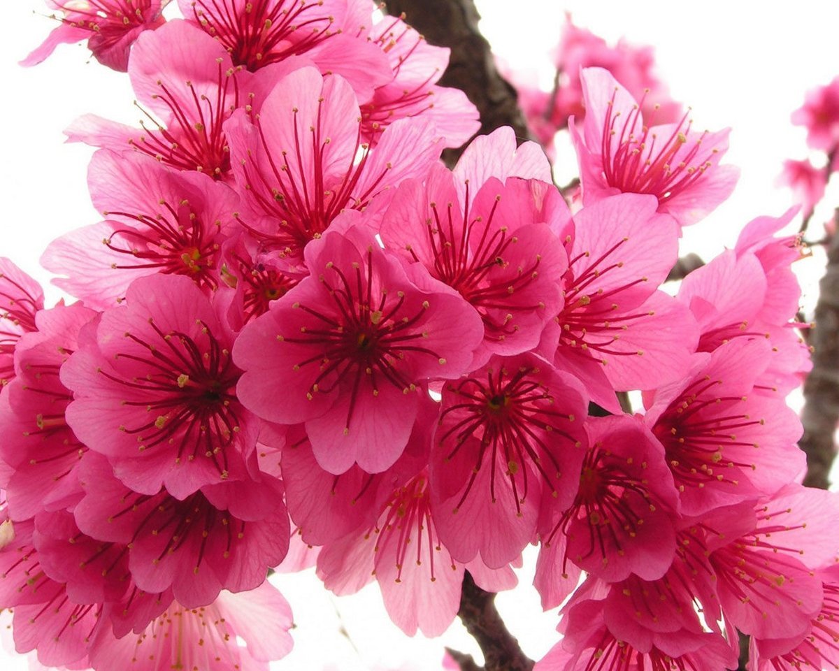Cherry Blossom Beautiful Flowers - HD Wallpaper 