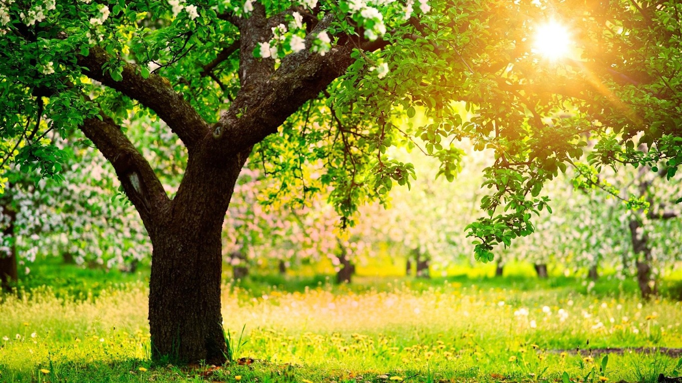 One Sunny Spring Day-seasons Hd Wallpaper2014 - Dslr Background - HD Wallpaper 