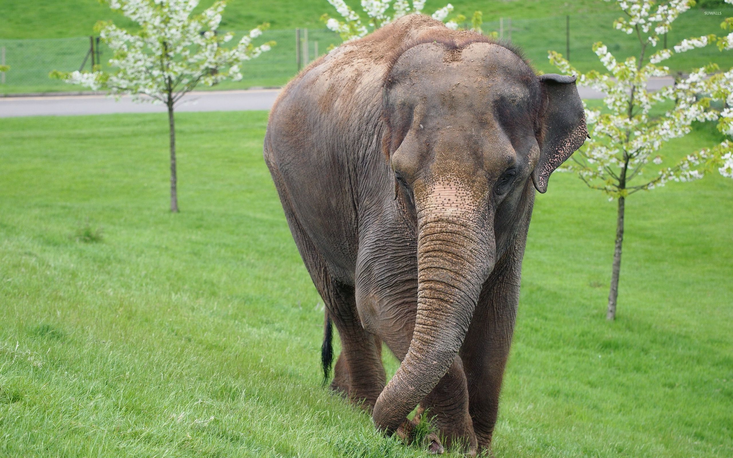 Indian Elephant - HD Wallpaper 