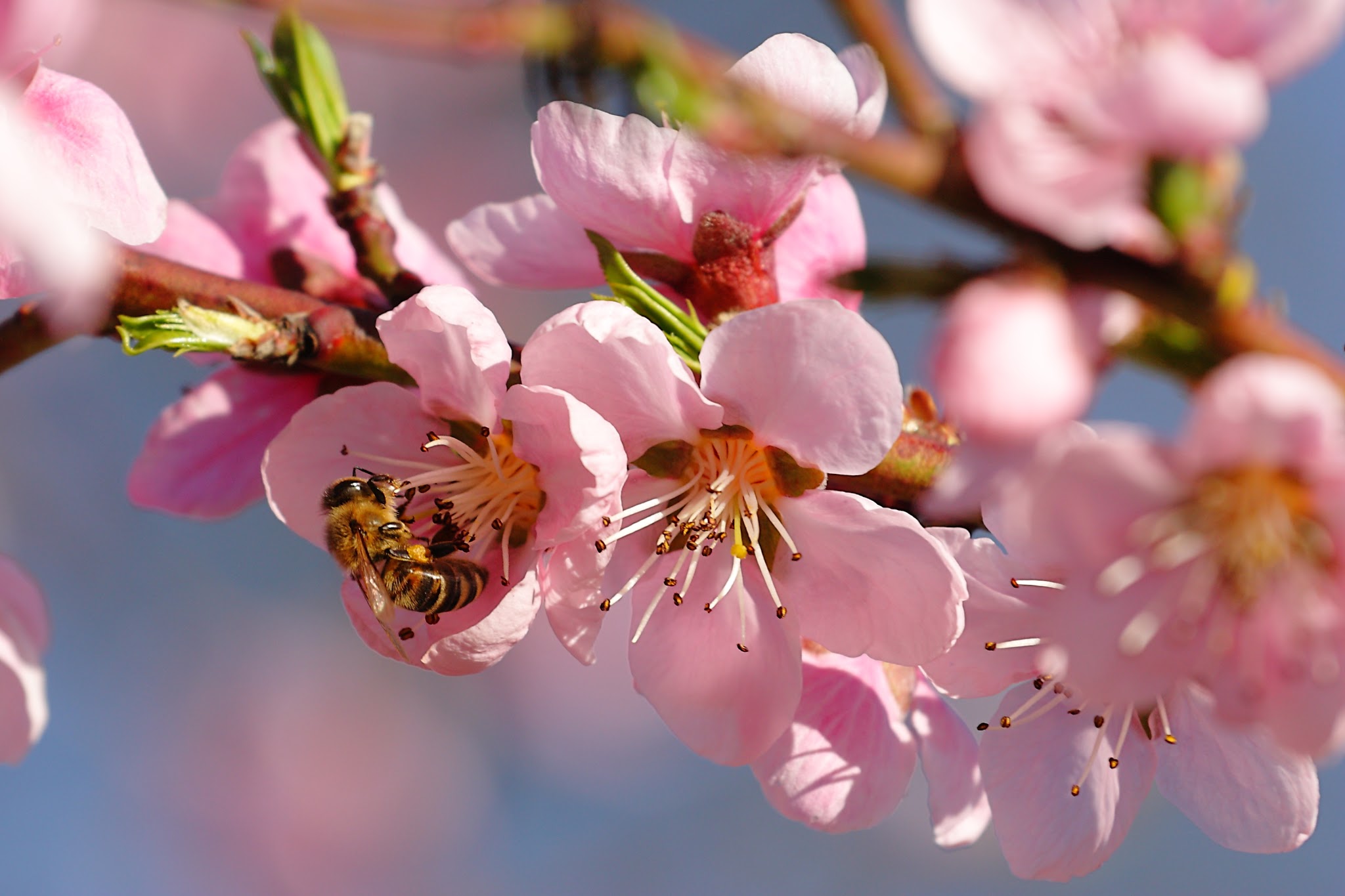 Beautiful Wallpaper Images Of Spring Season - 2048x1365 Wallpaper - Beautiful Wallpaper Images Of Spring Season - 2048x1365 Wallpaper -
