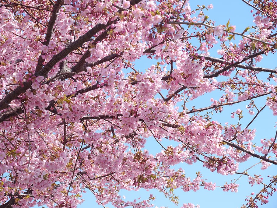 Kawazu, Cherry Blossoms, Izu, Izu Peninsula, Pink, - Cherry Blossom - HD Wallpaper 