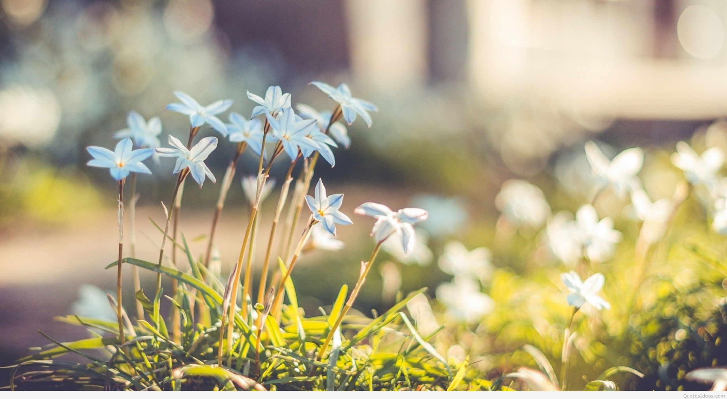 Beautiful Spring Flowers Hd Wallpapers - Spring Tumblr Wallpaper Hd - HD Wallpaper 