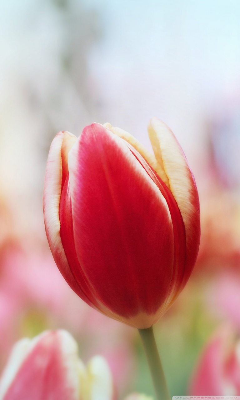 Wallpaper - HD Wallpaper 