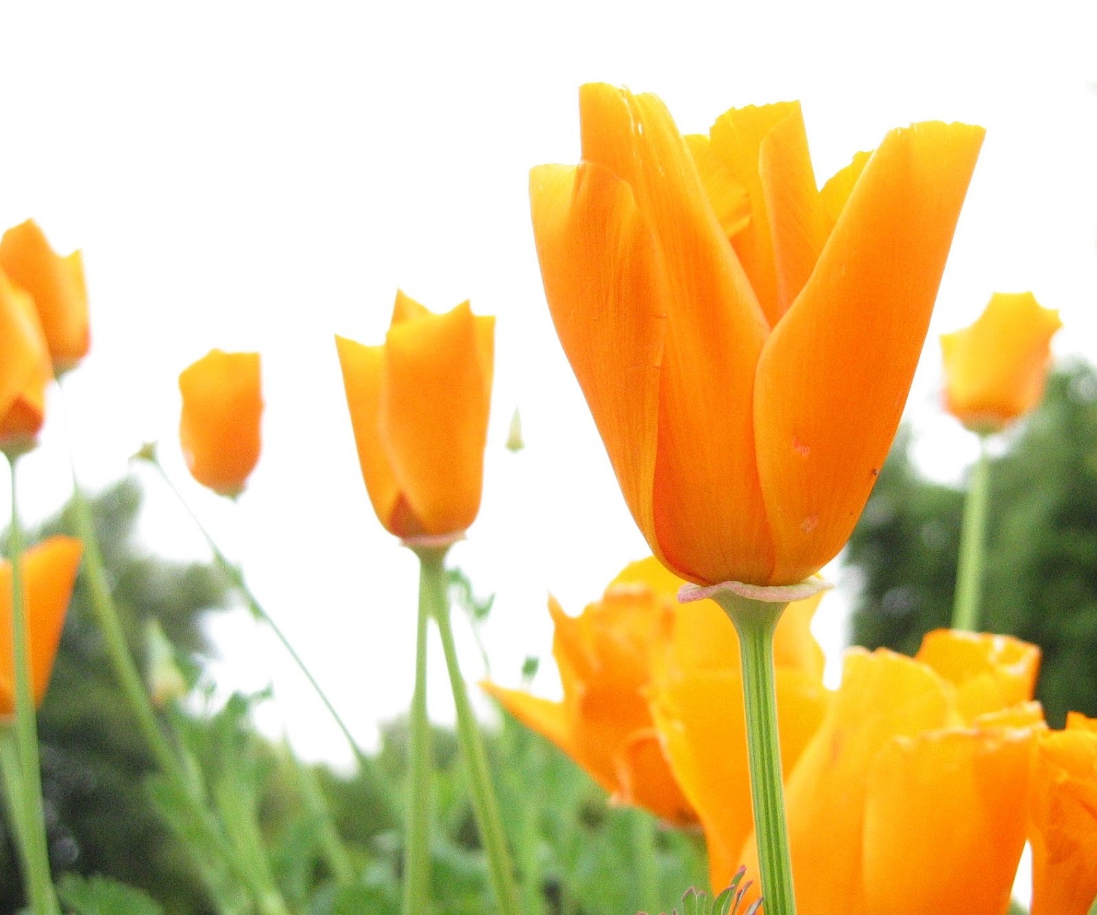 Spring Flowers Wallpaper Backgrounds - HD Wallpaper 
