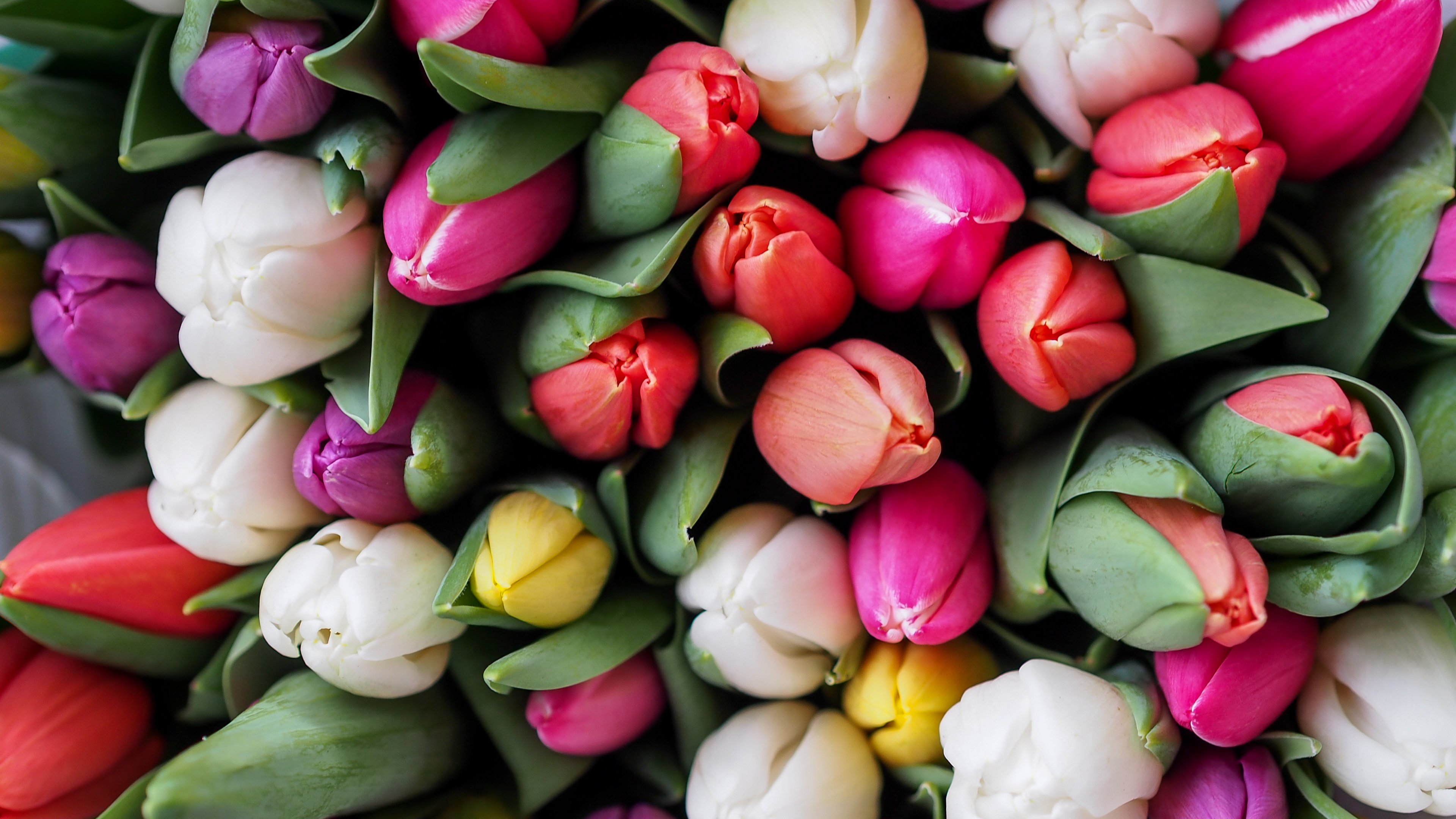 Desktop Wallpaper Hd Tulips - HD Wallpaper 