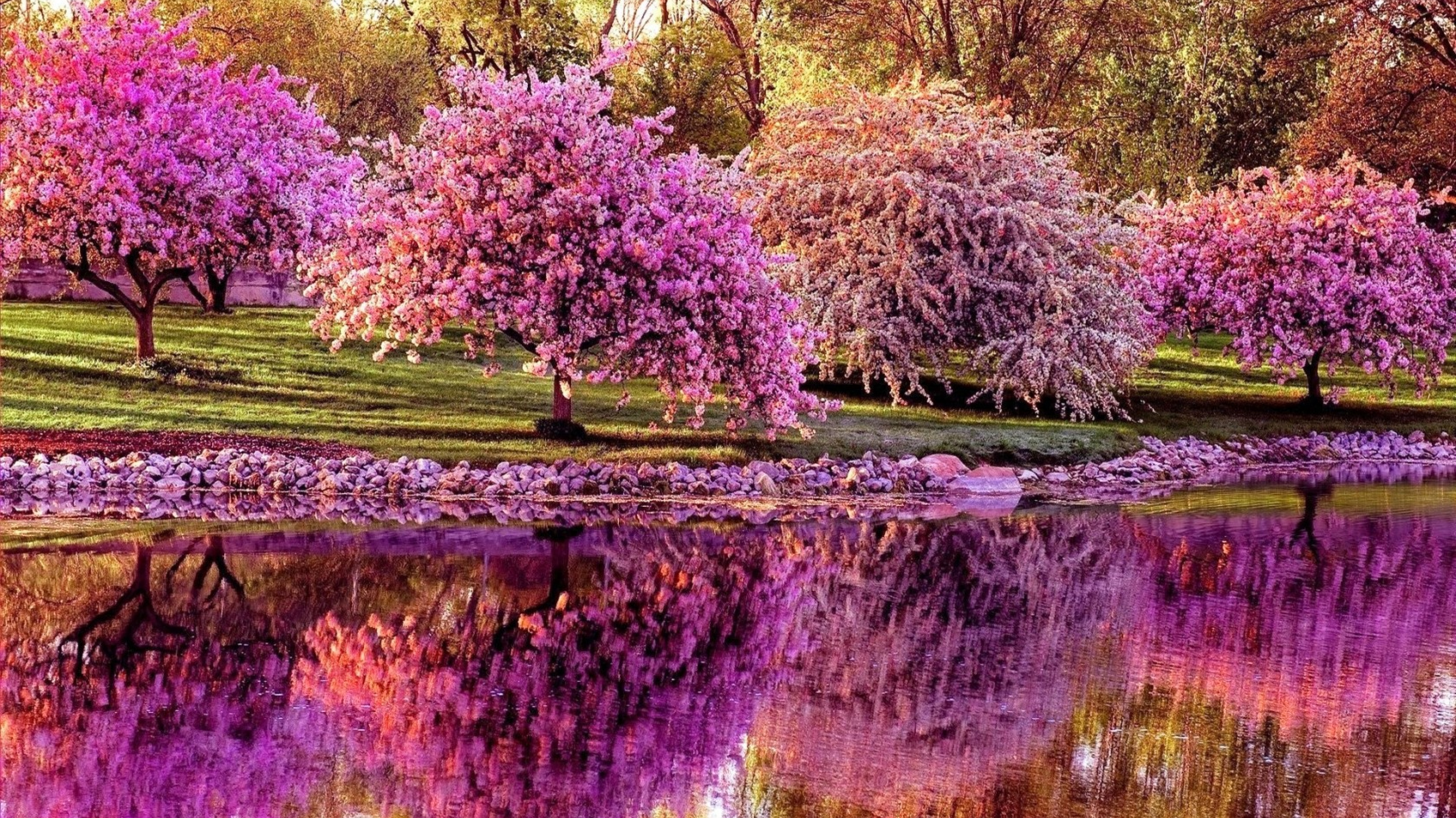 Spring Trees Wallpapers Hd - HD Wallpaper 