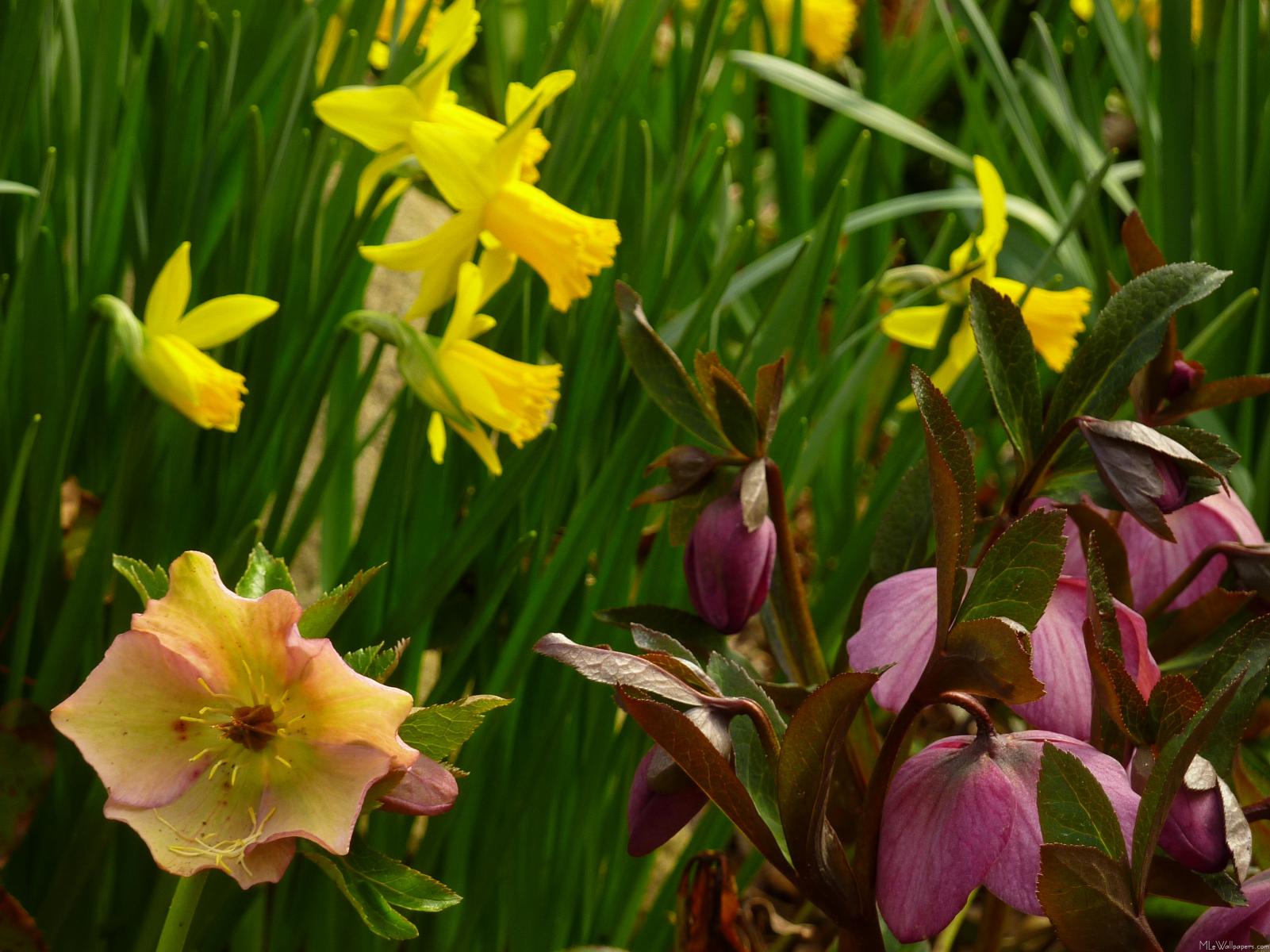 Daffodils And Lenten Roses - Fritillaria - HD Wallpaper 