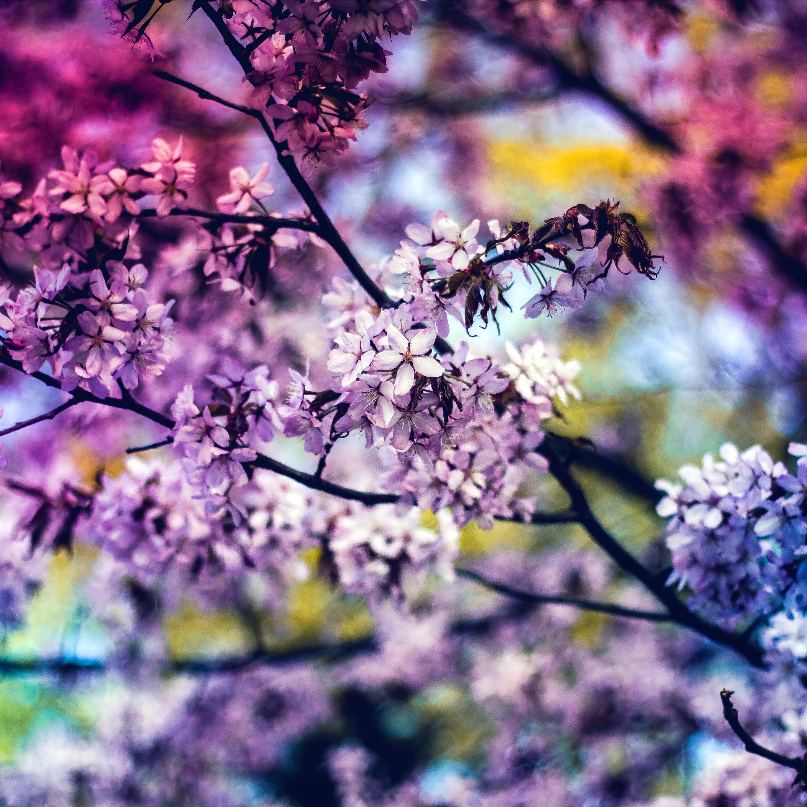 Весна Картинка Хд - HD Wallpaper 