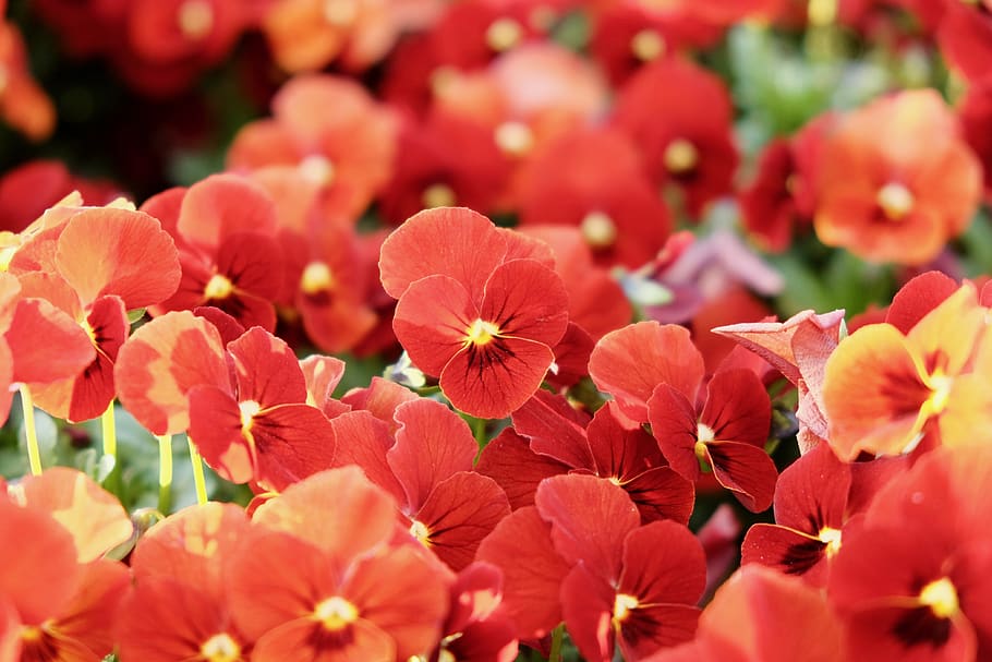 Begonia - HD Wallpaper 