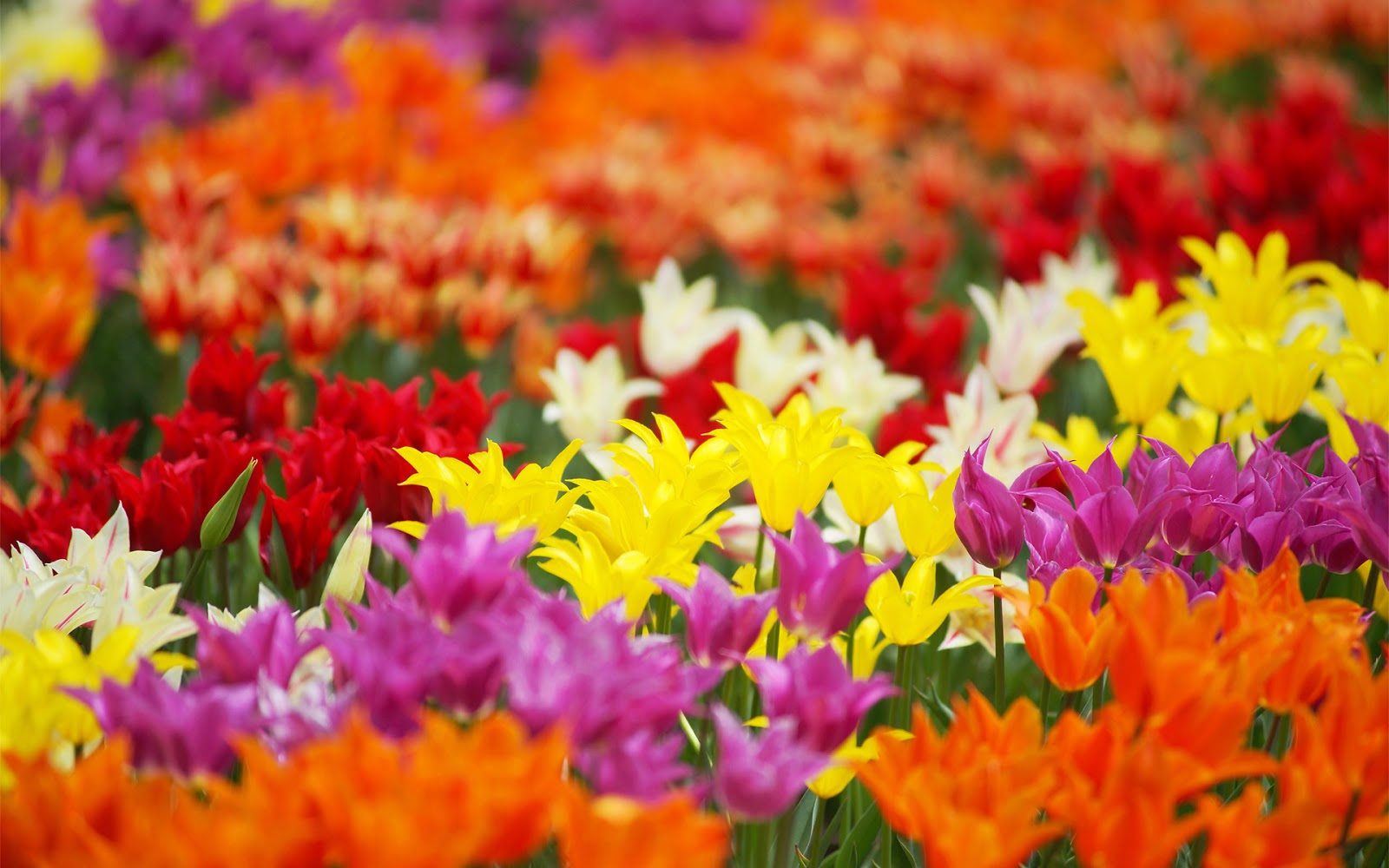 Bloemen Met Veel Kleur - HD Wallpaper 