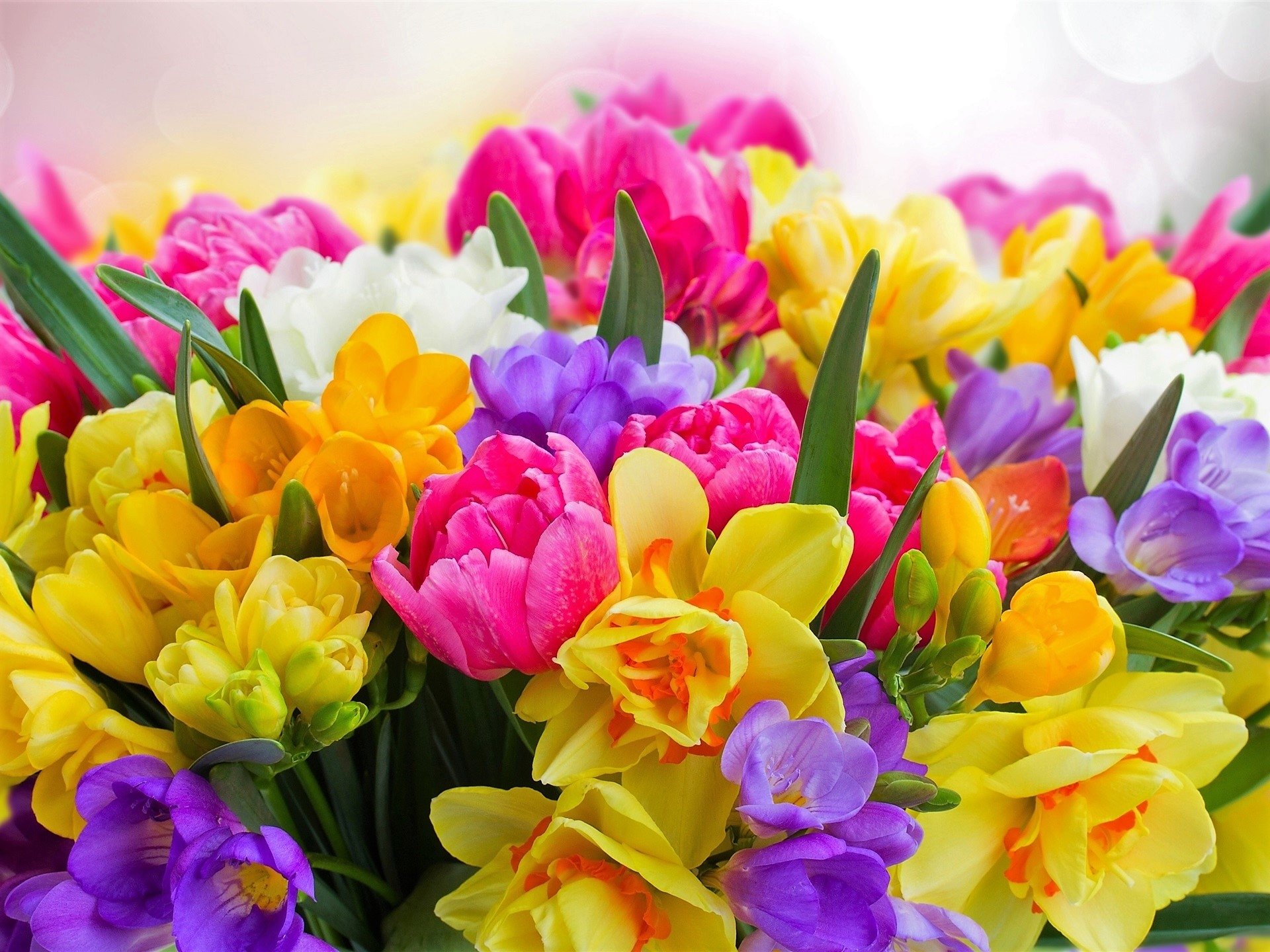 Freesia Flower Background - HD Wallpaper 