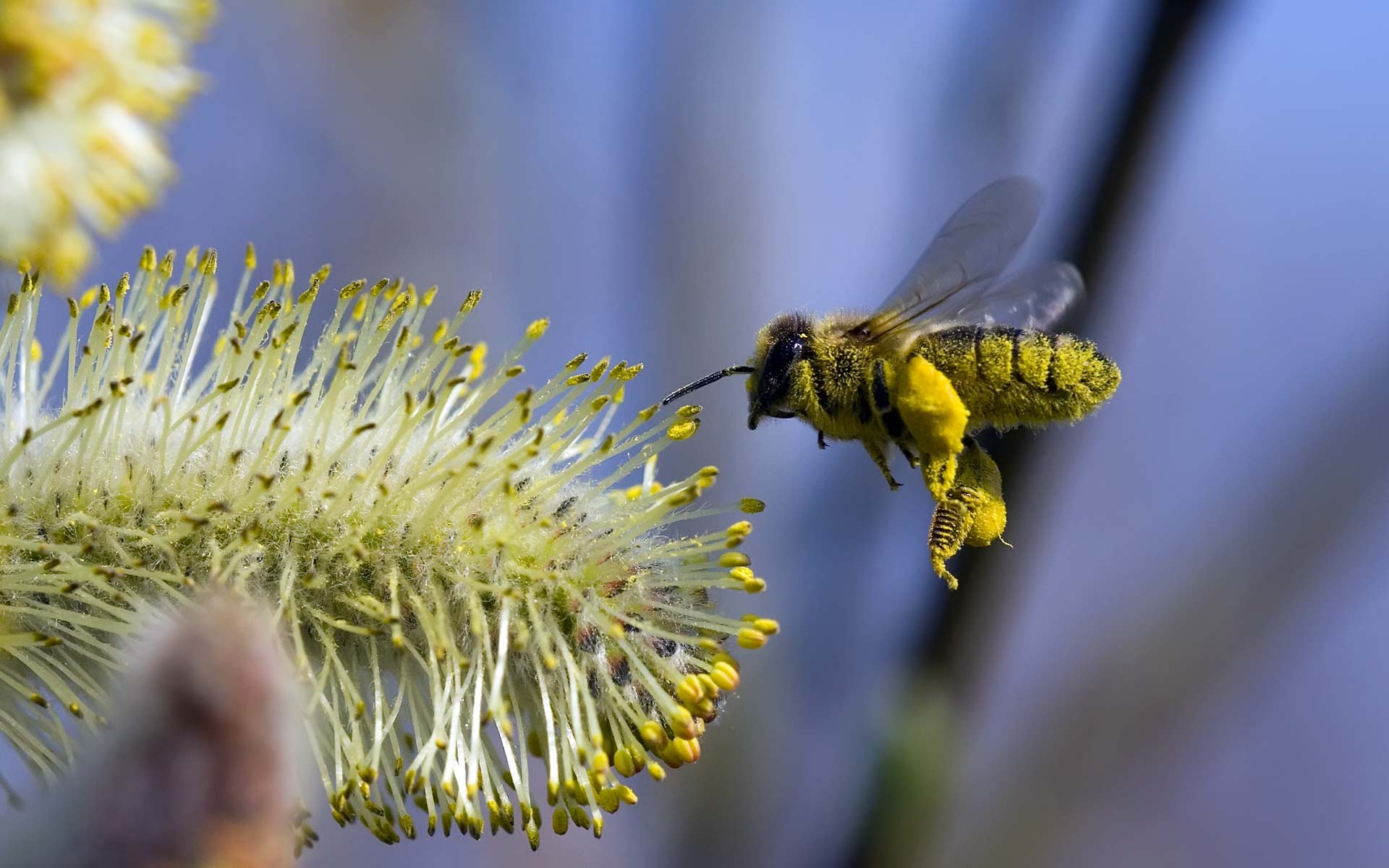Bee In Flight - HD Wallpaper 