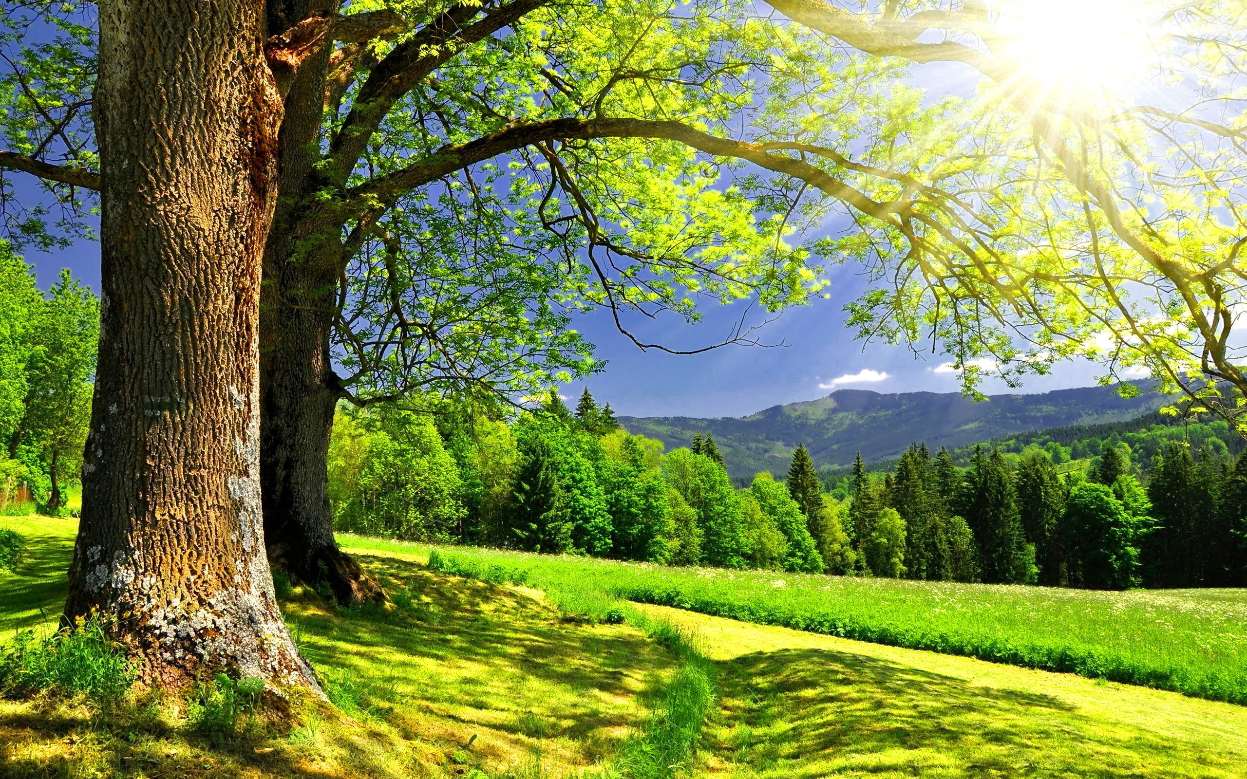 Sunny Day Background - HD Wallpaper 