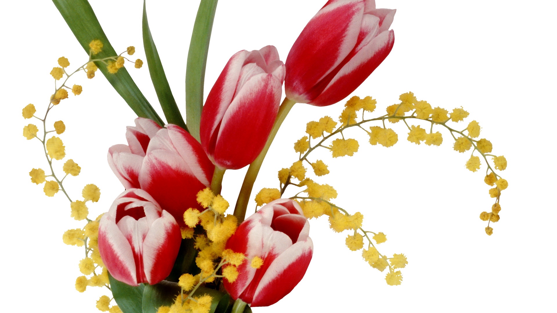 Wallpaper Tulips, Colorful, Mimosa, Flower, Spring - High Resolution Picture Of Flowers - HD Wallpaper 