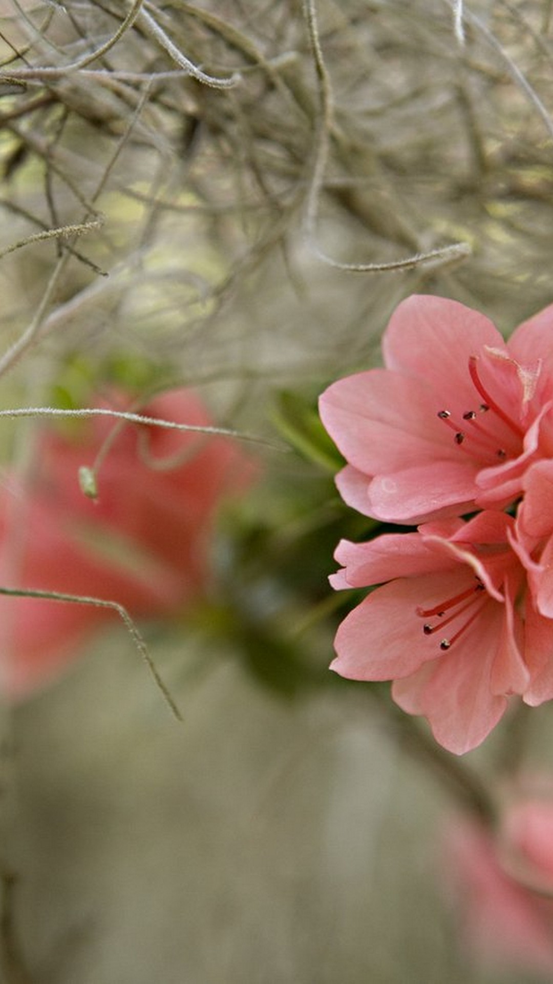 Early Spring Phone Wallpaper With High-resolution Pixel - Spring 2019 Wallpaper For Phones - HD Wallpaper 
