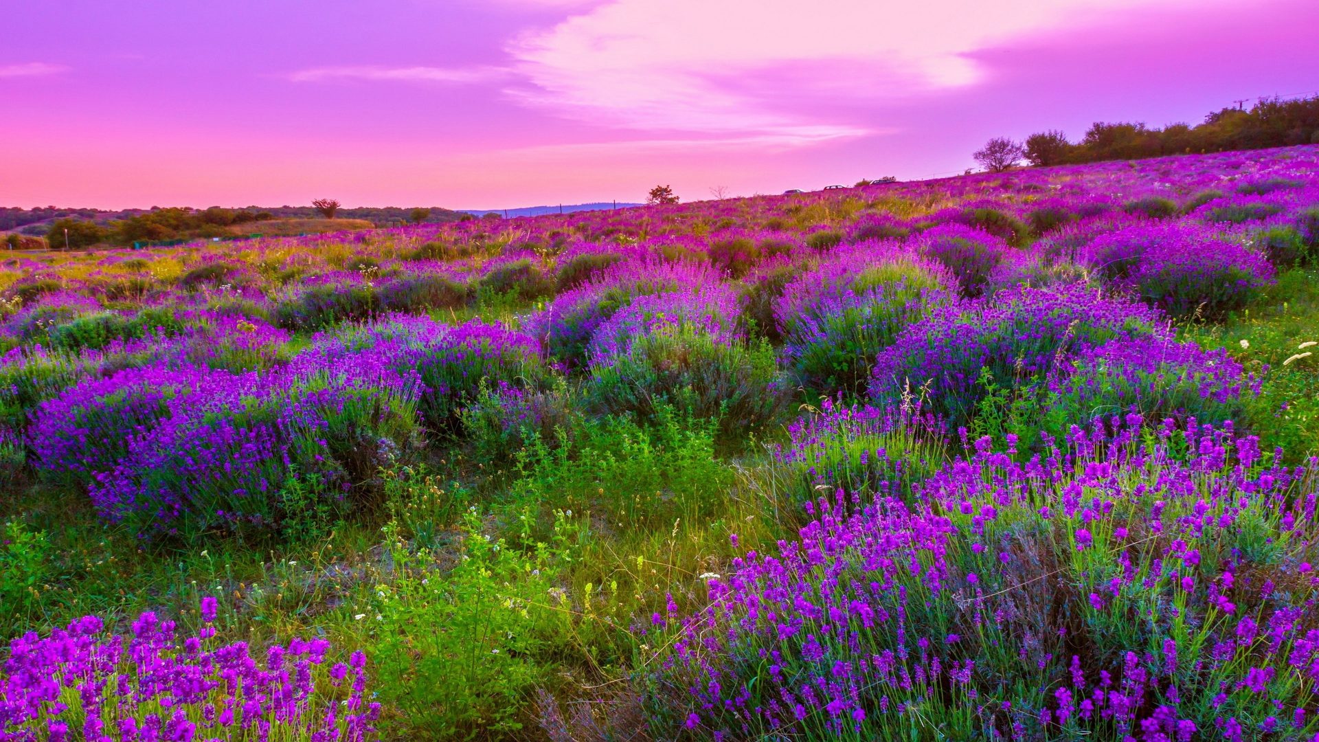 Purple Sky And Clouds - HD Wallpaper 
