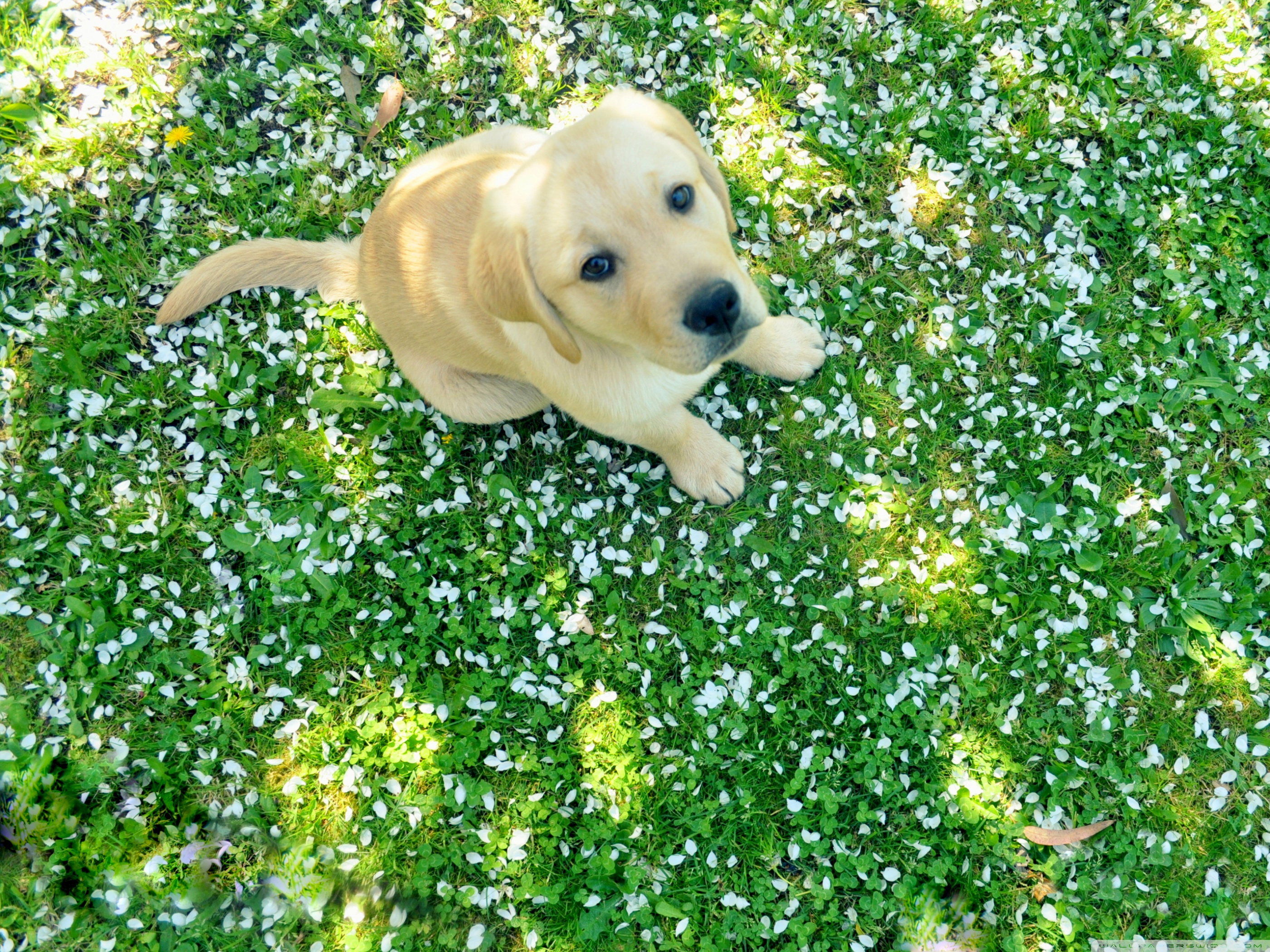 Funny Spring Dog Wallpaper - Spring Dog Background - HD Wallpaper 