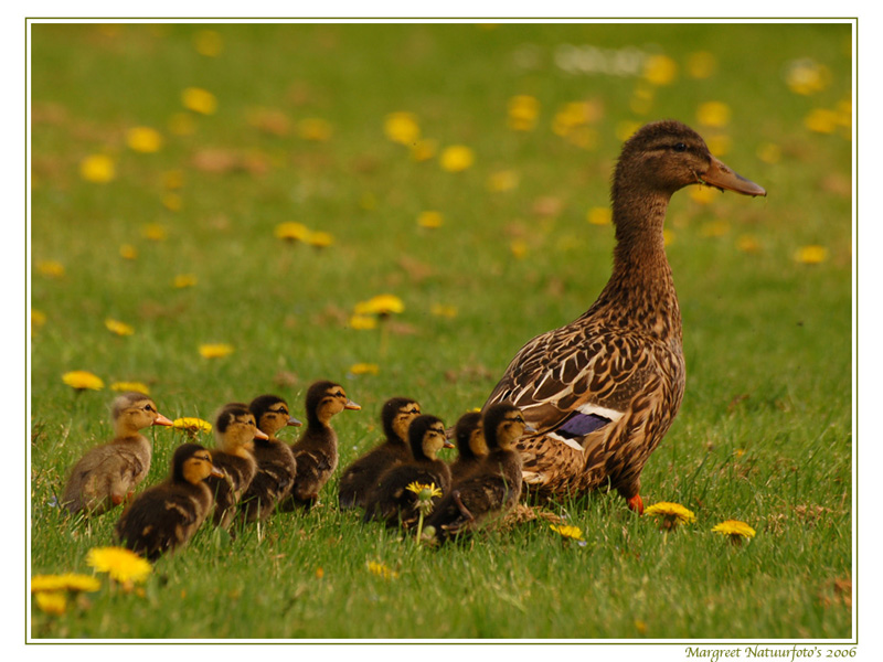 Wilde Eend, Eenden, Wallpaper, Wallpapers, Achtergrond - Mallard - HD Wallpaper 