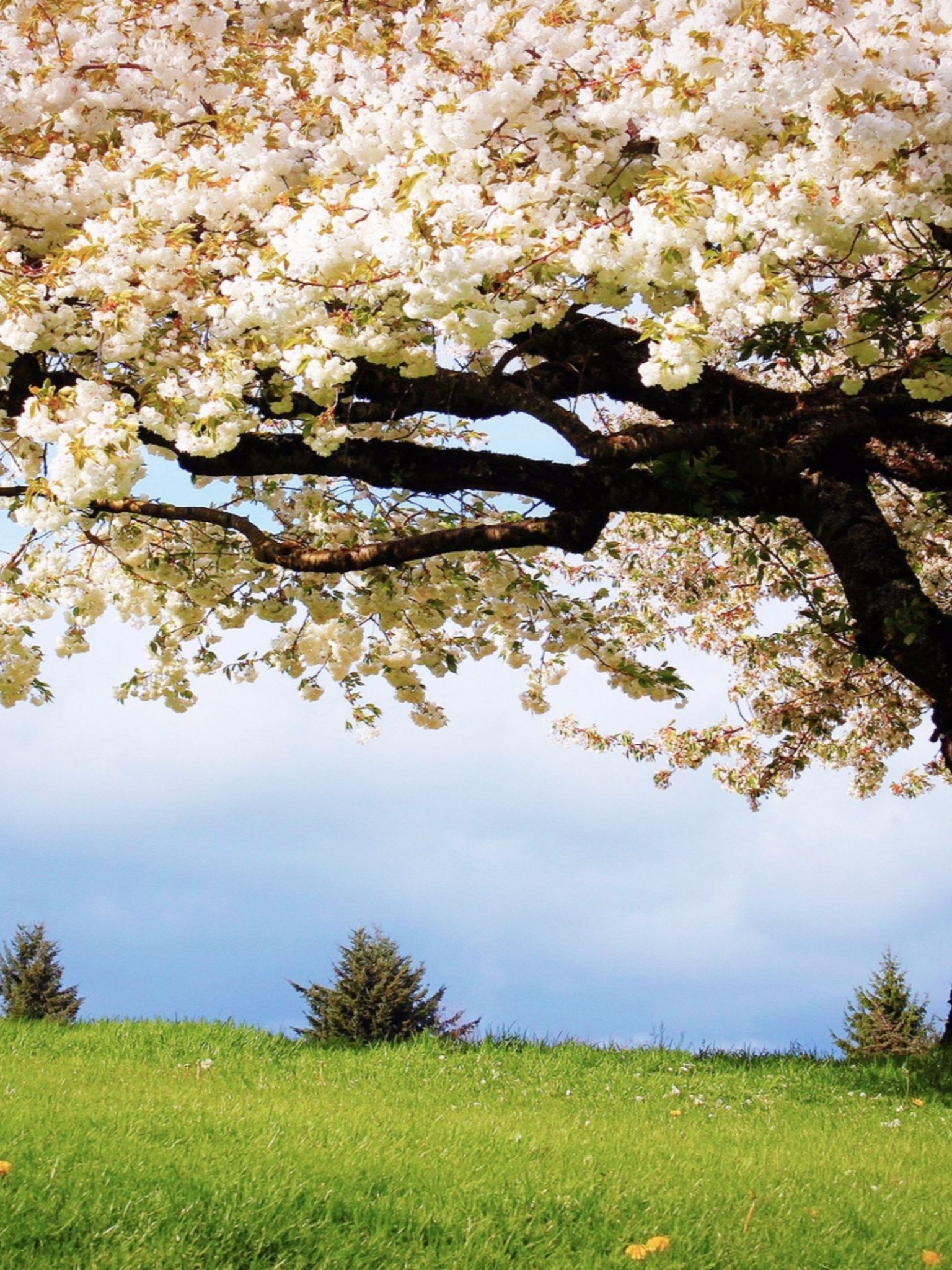 Cherry Blossom Tree In A Field - HD Wallpaper 