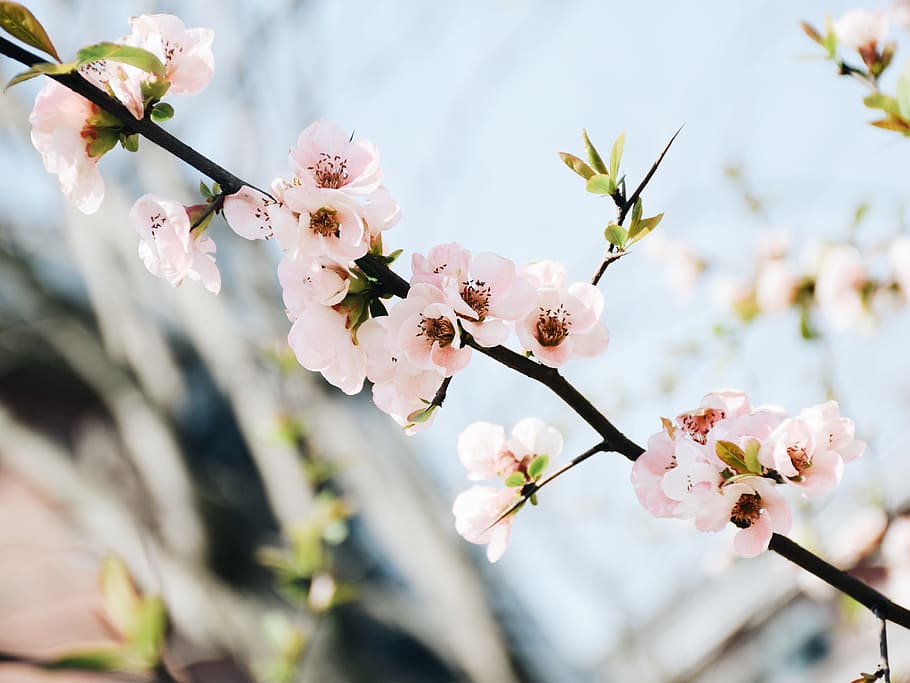 Pear, Spring Day, Pink, University Campus, Flower, - Pink Spring Day - HD Wallpaper 