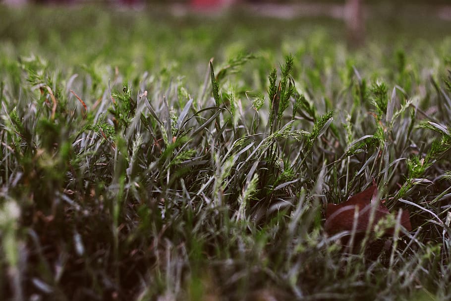 Grass, Summer, Spring, Wallpaper, Texture, Background, - Grass - HD Wallpaper 