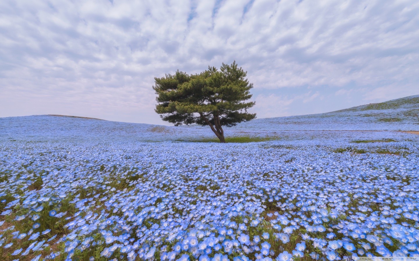 Nemophila Hd - HD Wallpaper 