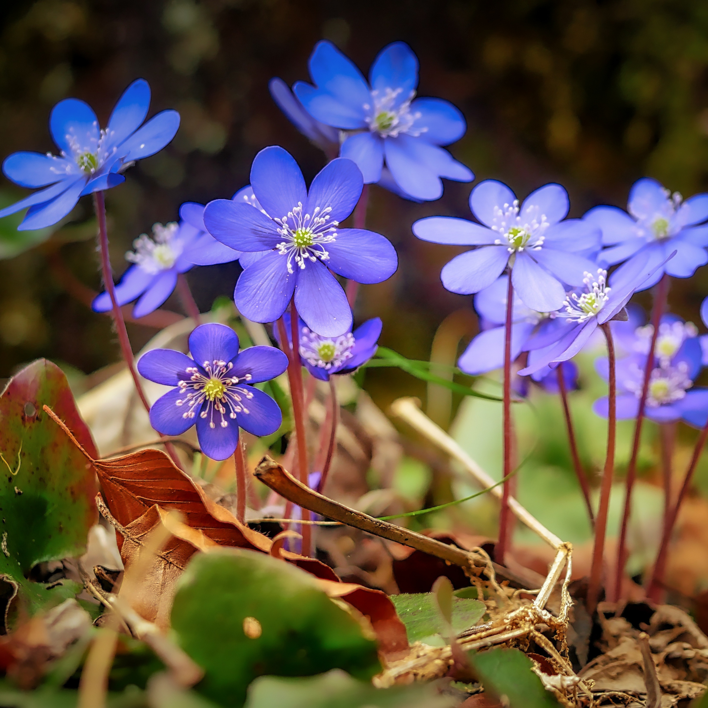 Spring, Blue, Wild Flowers, Leaves, Wallpaper - Hd Wallpapers Spring Flower - HD Wallpaper 
