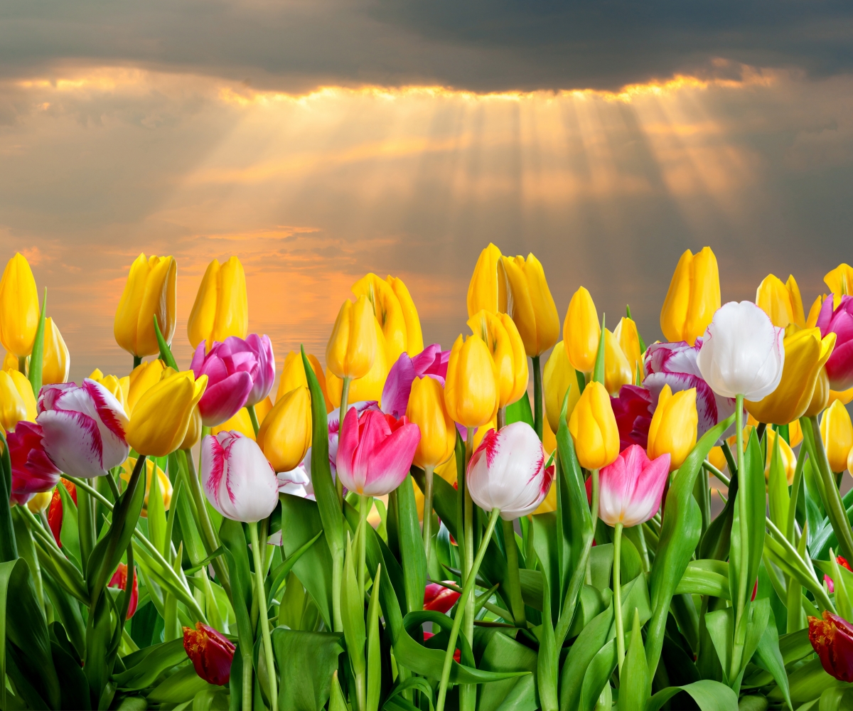 Spring Tulip - HD Wallpaper 