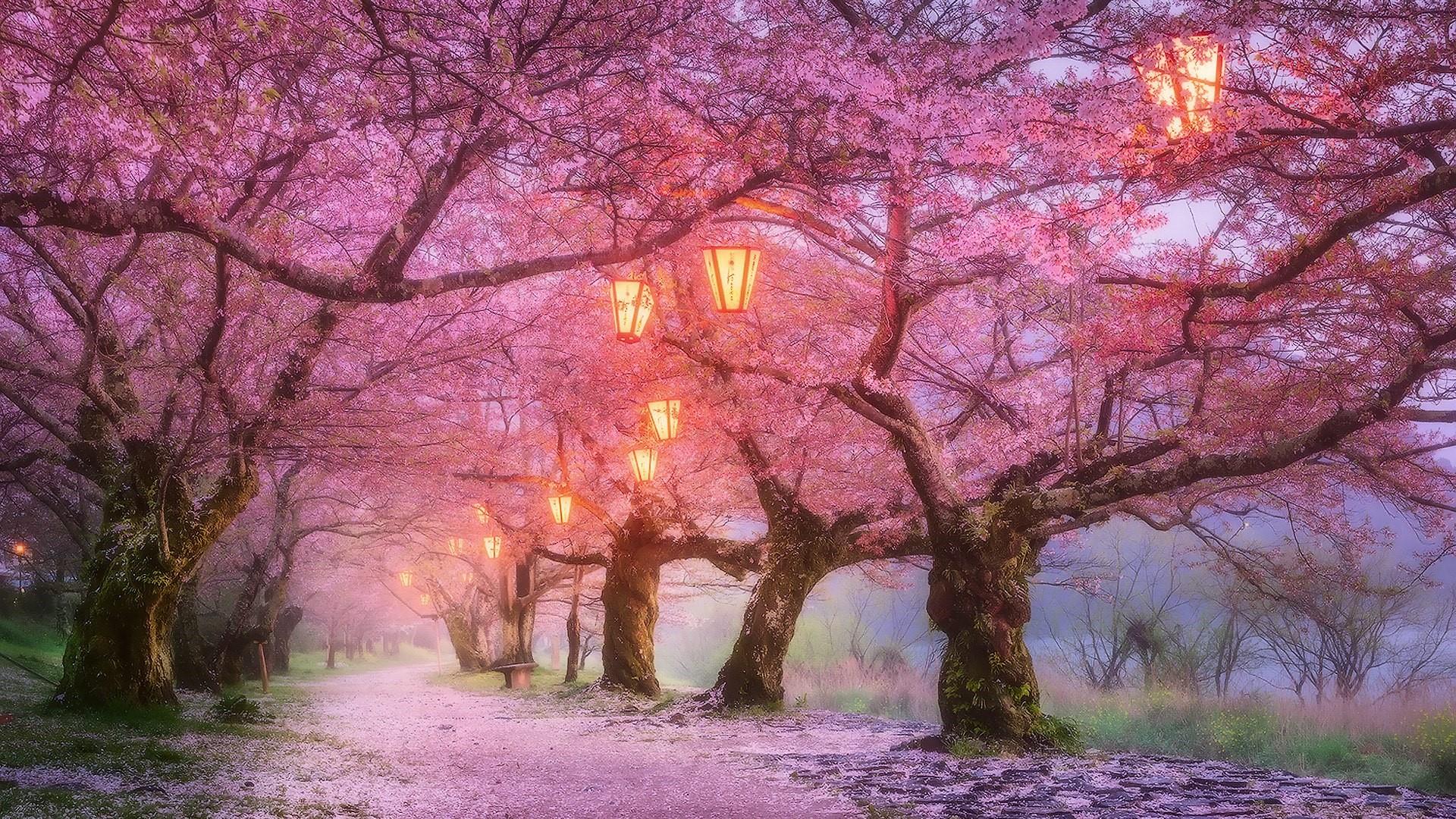 Japan Cherry Blossom Background - HD Wallpaper 