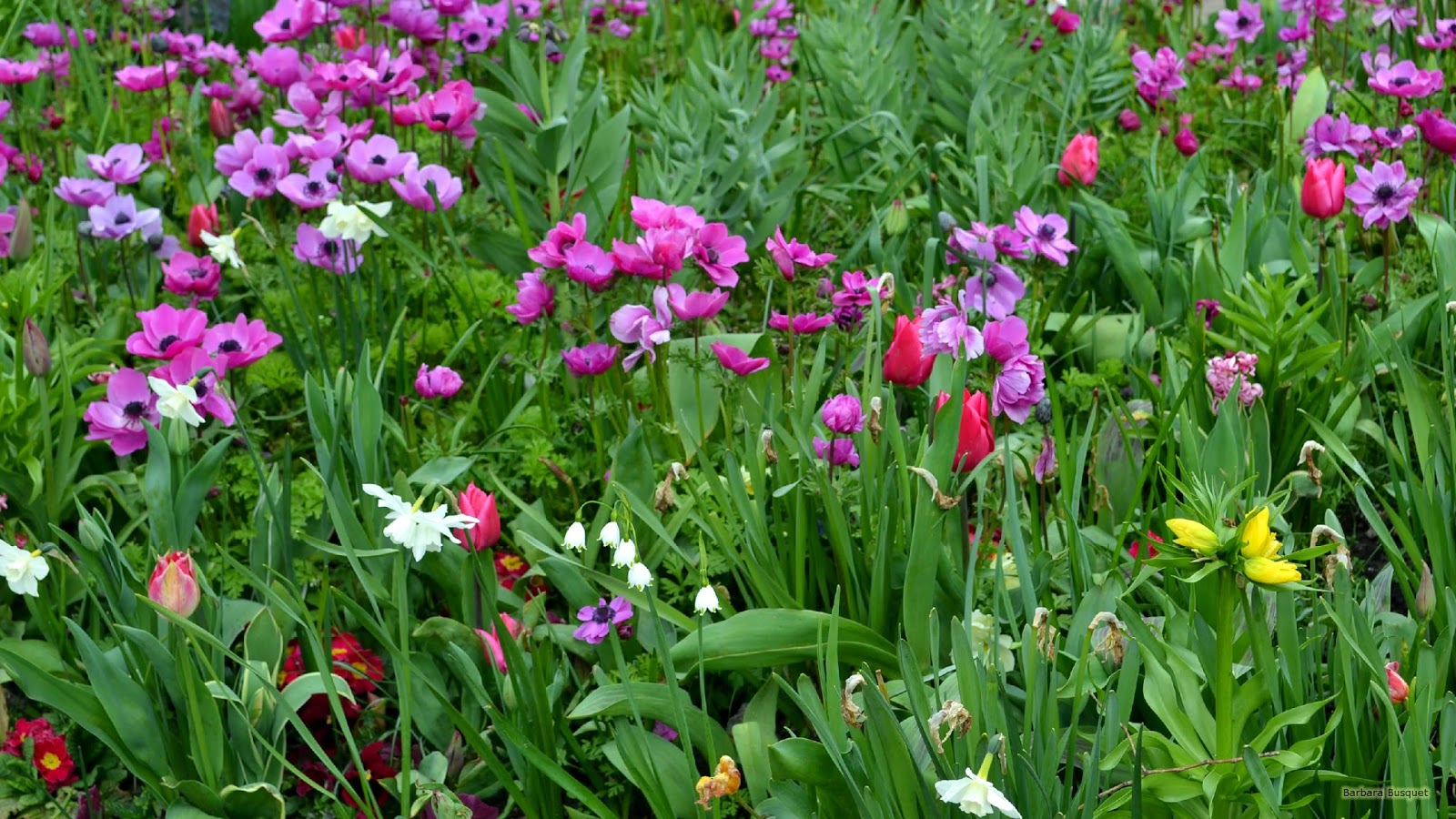 Tuin Met Veel Paarse Bloemen - Sprenger's Tulip - HD Wallpaper 