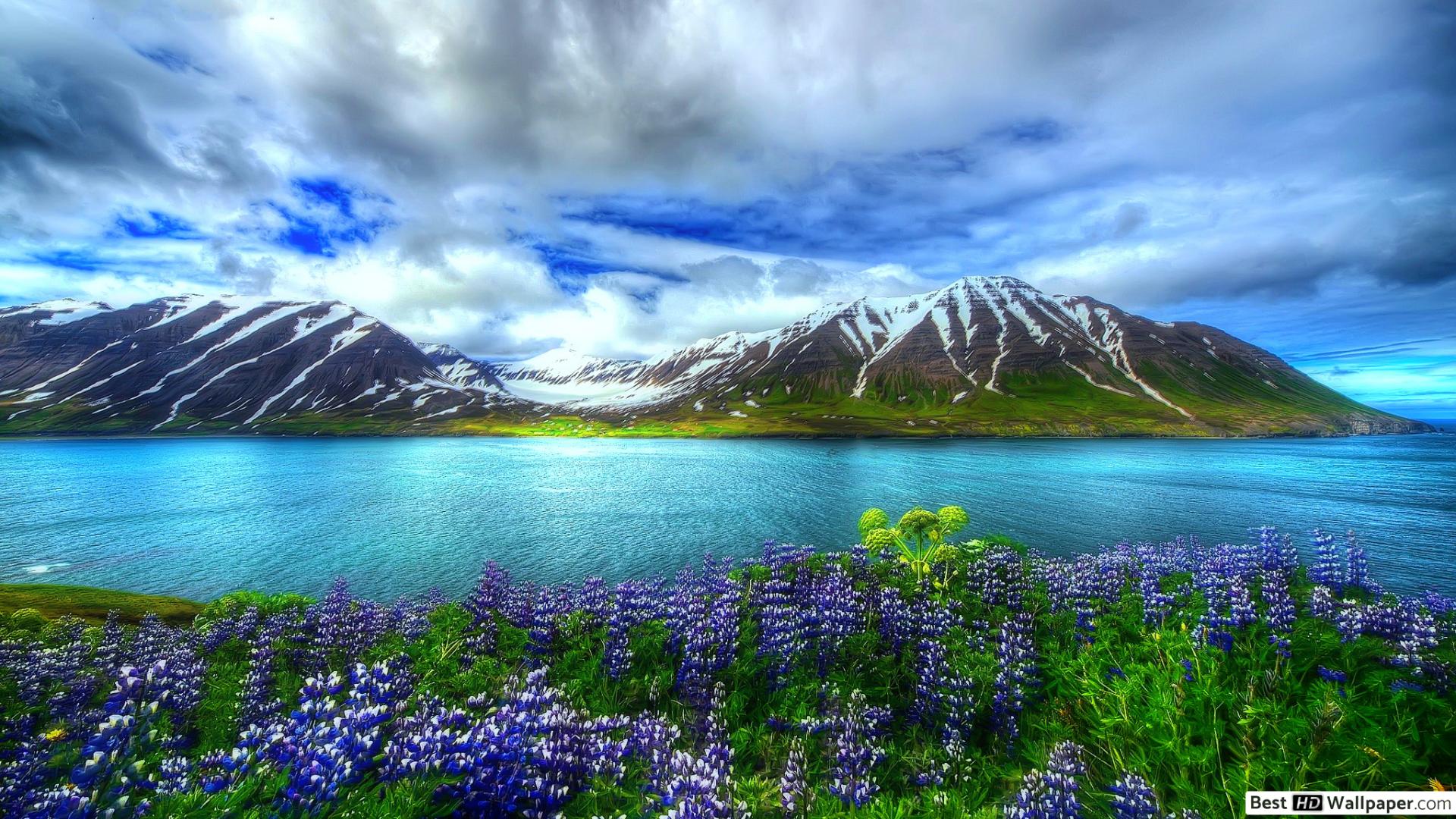 Wallpaper - HD Wallpaper 