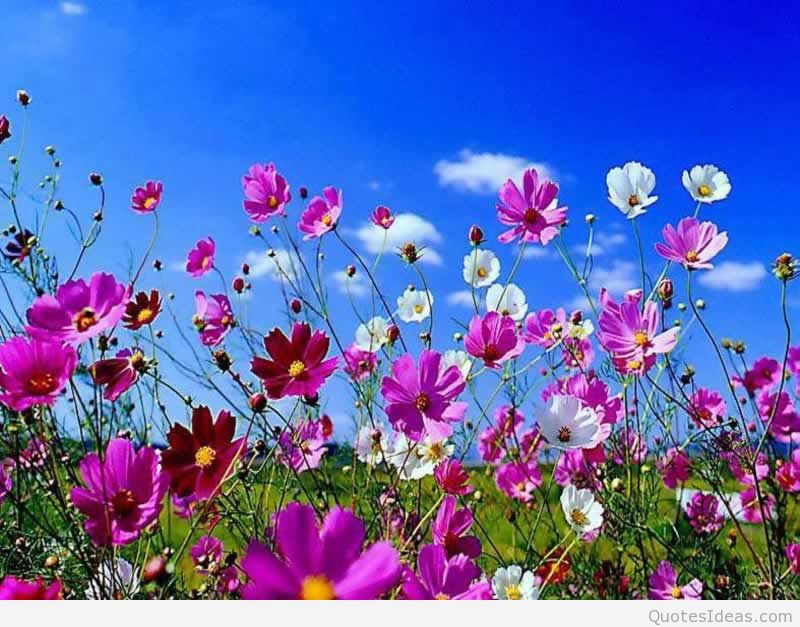 Spring Flowers Wallpaper - Flower Desktop - HD Wallpaper 
