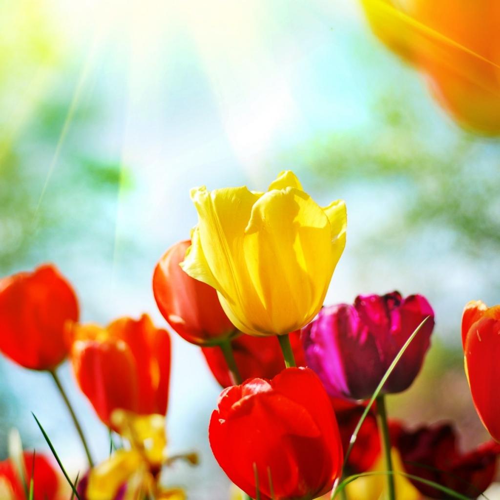 Spring Ipad Wallpaper - Desktop Backgrounds Flowers Free - HD Wallpaper 