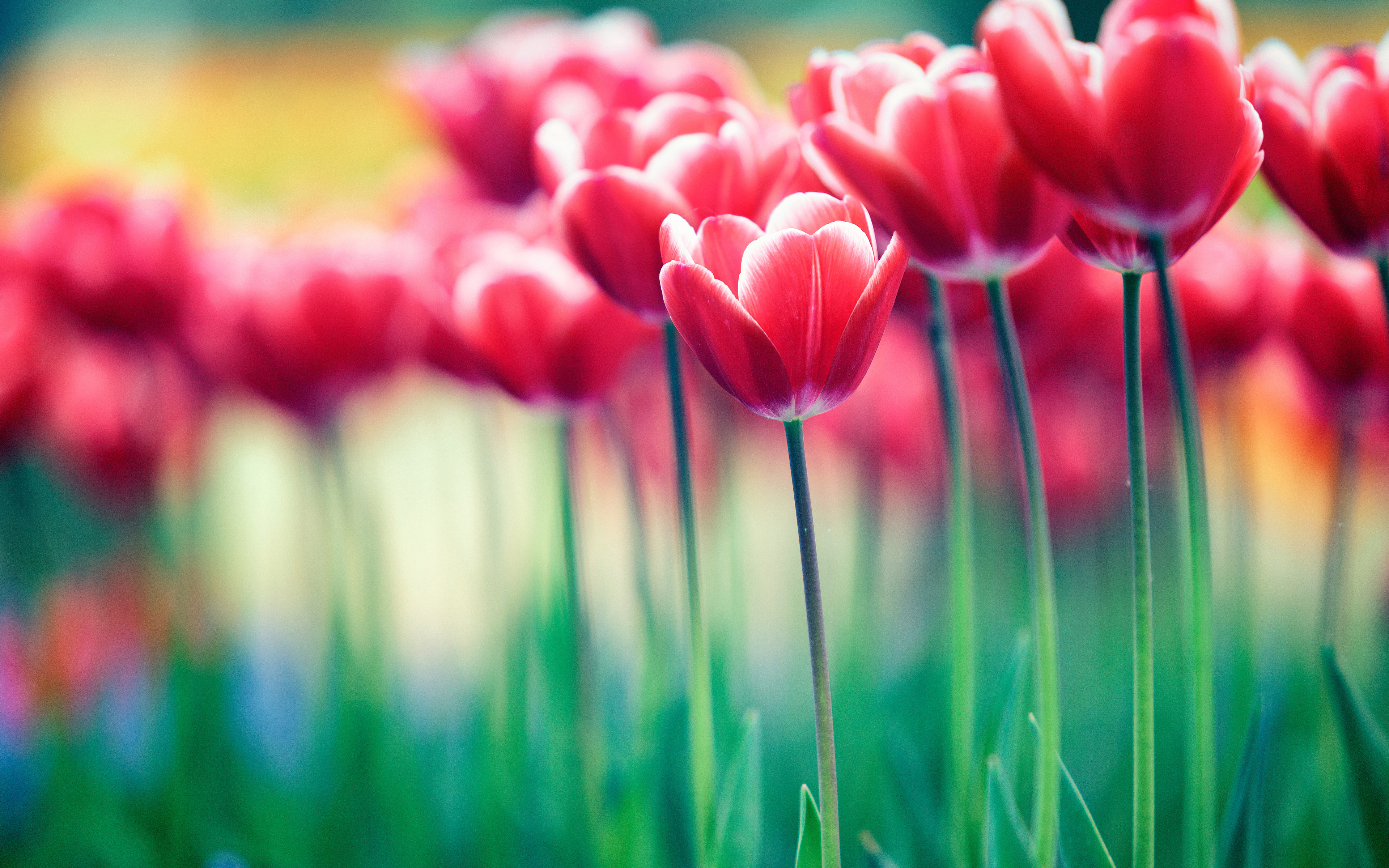 Spring Flowers Bloom 4k Wallpapers - Pretty Pictures Of Tulips - HD Wallpaper 