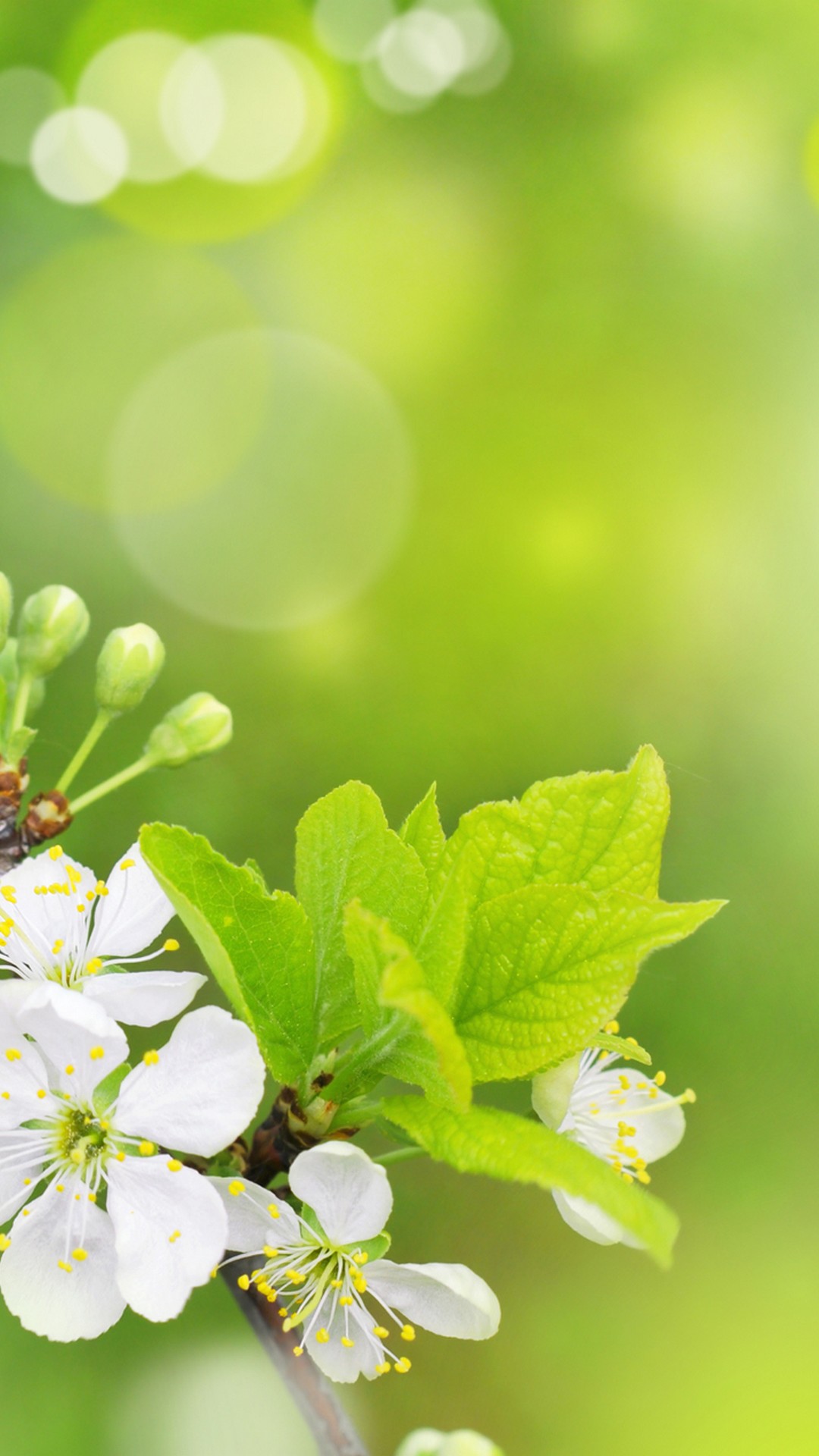 Iphone X Wallpaper Spring Flowers Resolution - HD Wallpaper 