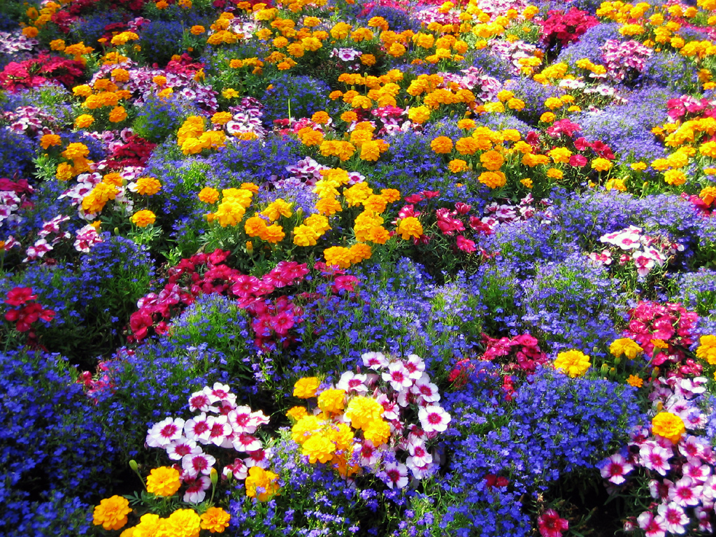 Colourful Flowers In A Garden - HD Wallpaper 